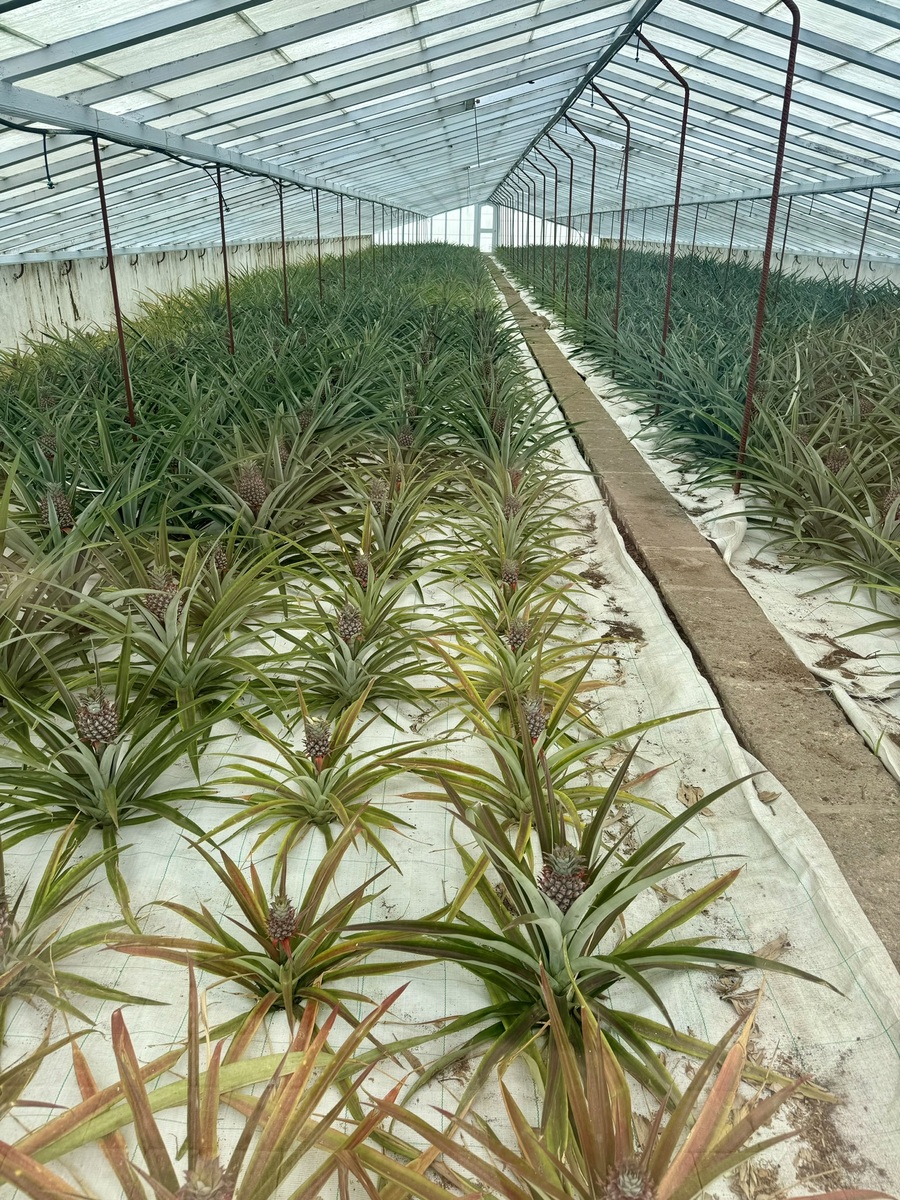 兰花产业基地建设项目需求分析 - 推动兰花产业快速发展