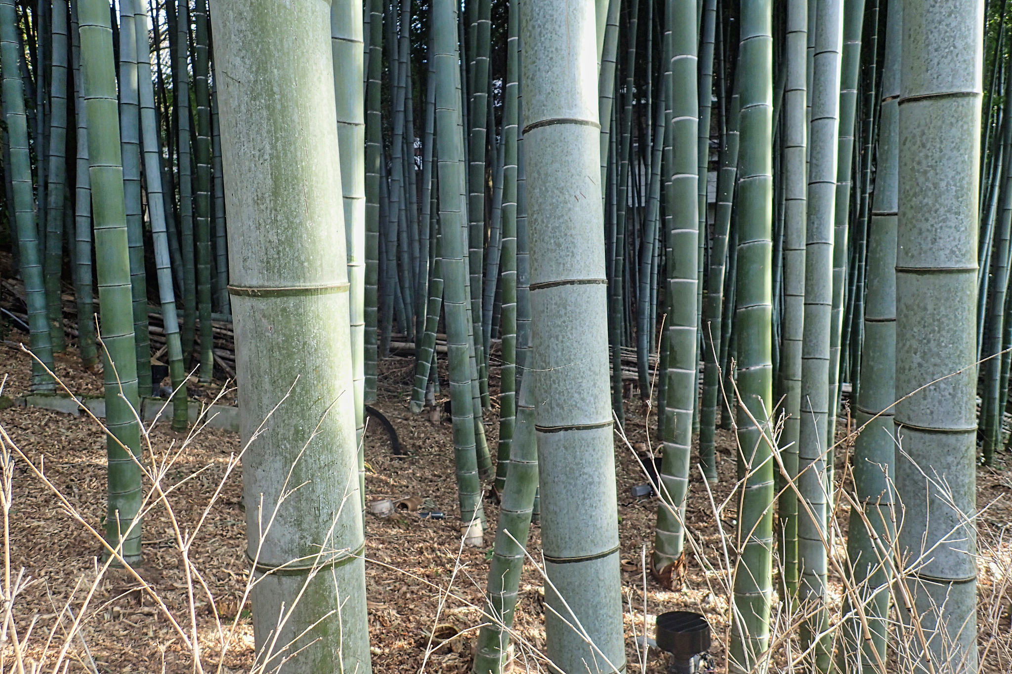 a bamboo wood in a park in tokyo