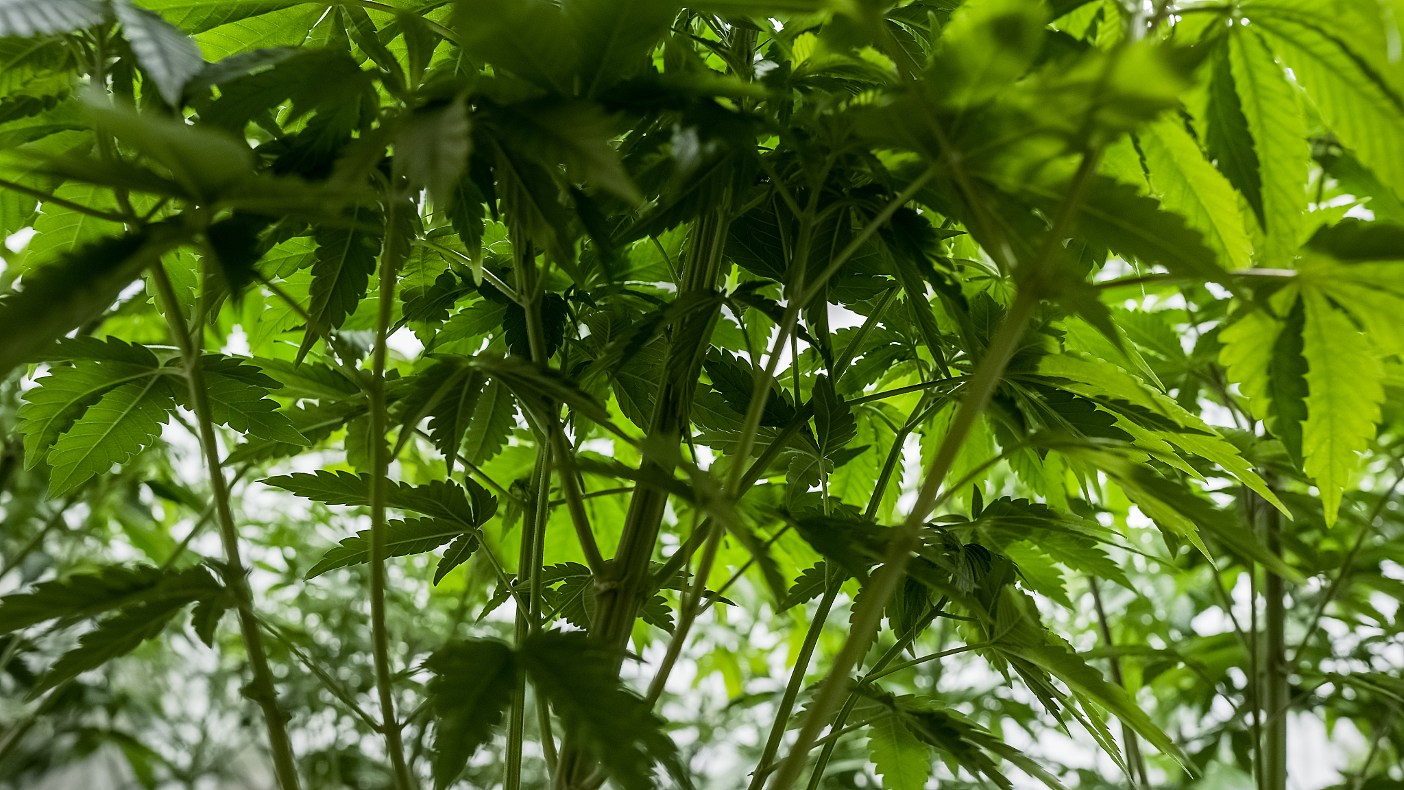 alien og cannabis plant inner view