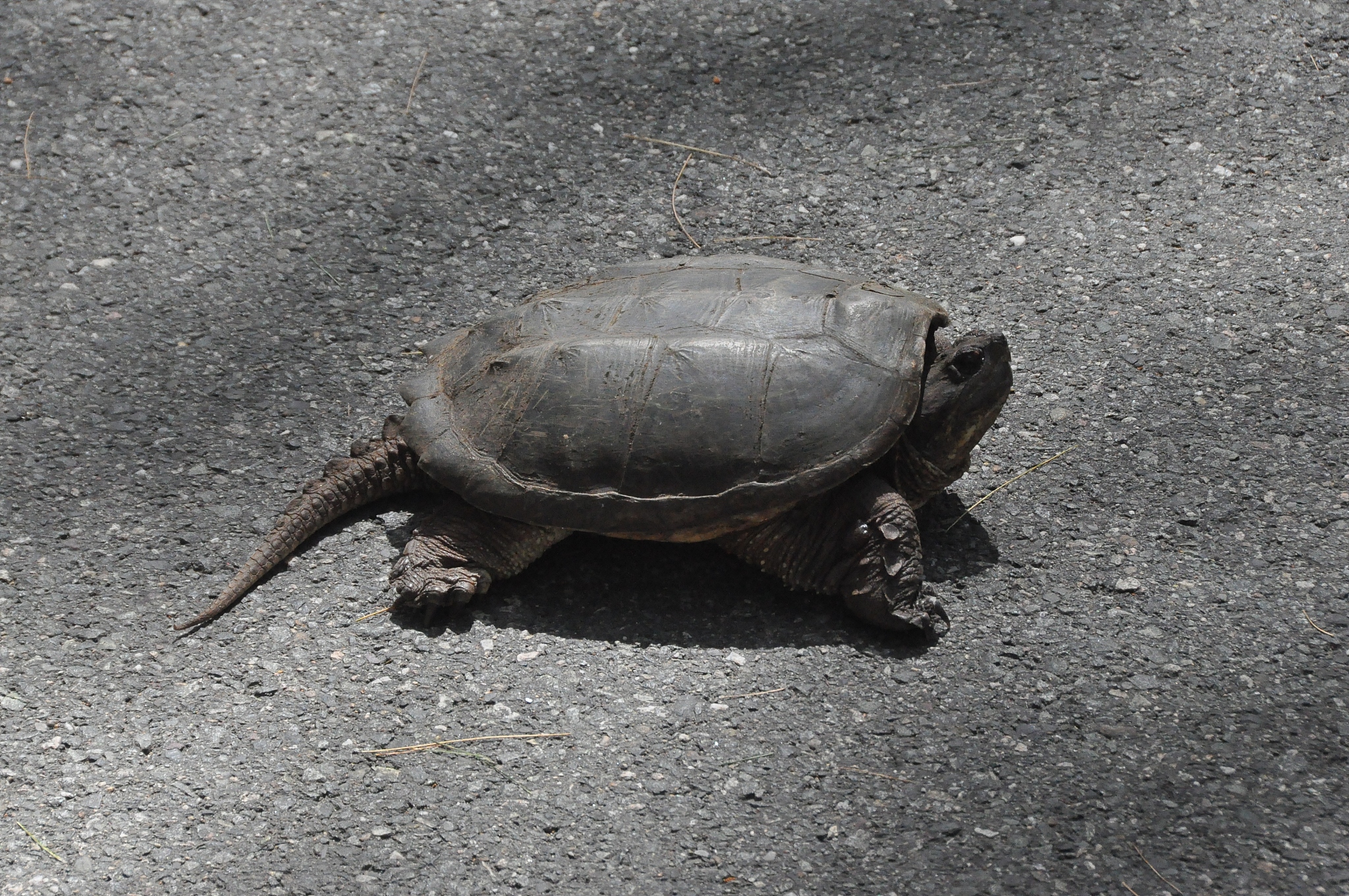 turtle