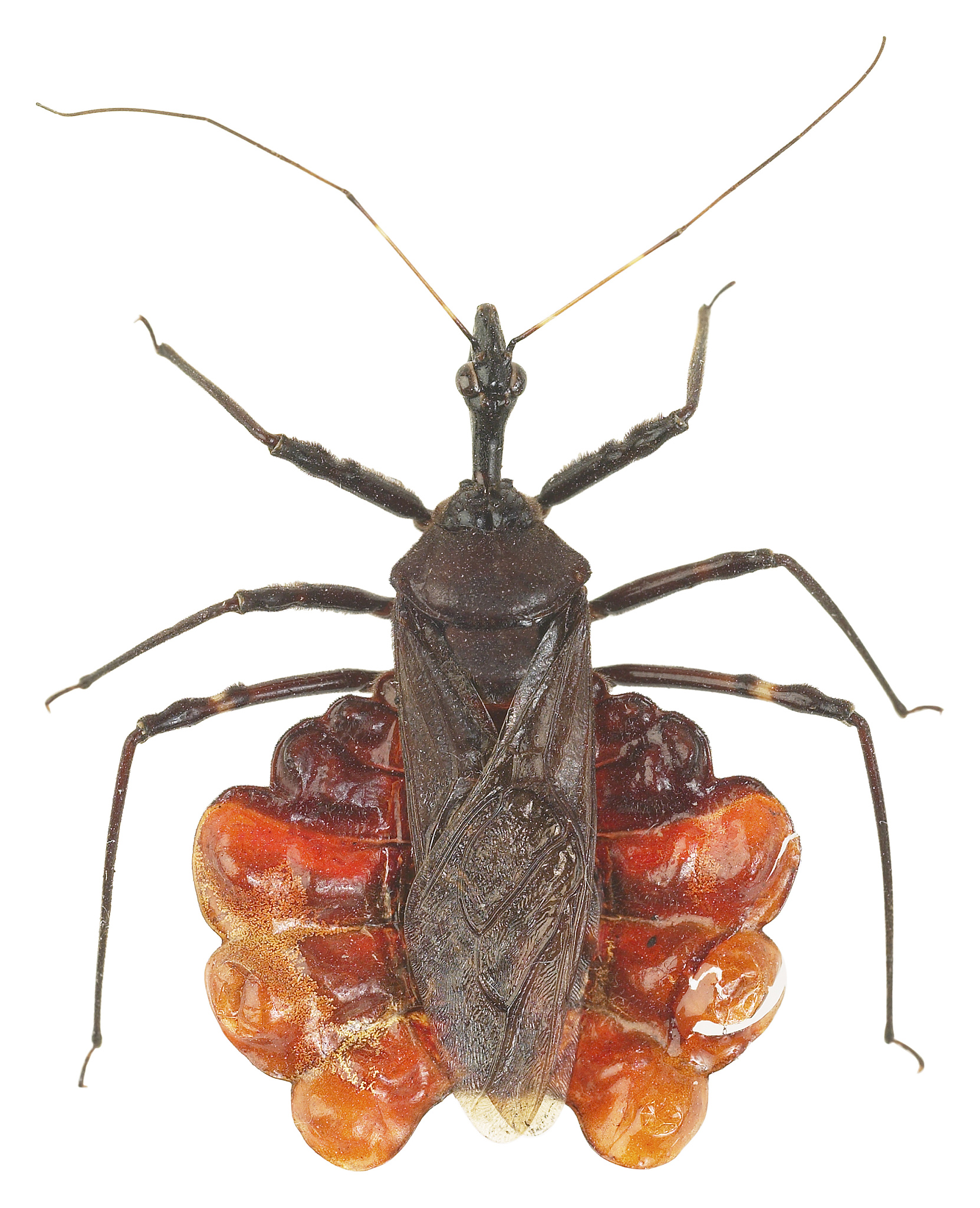 昆虫的特征：外骨骼、六条腿、复眼和翅膀