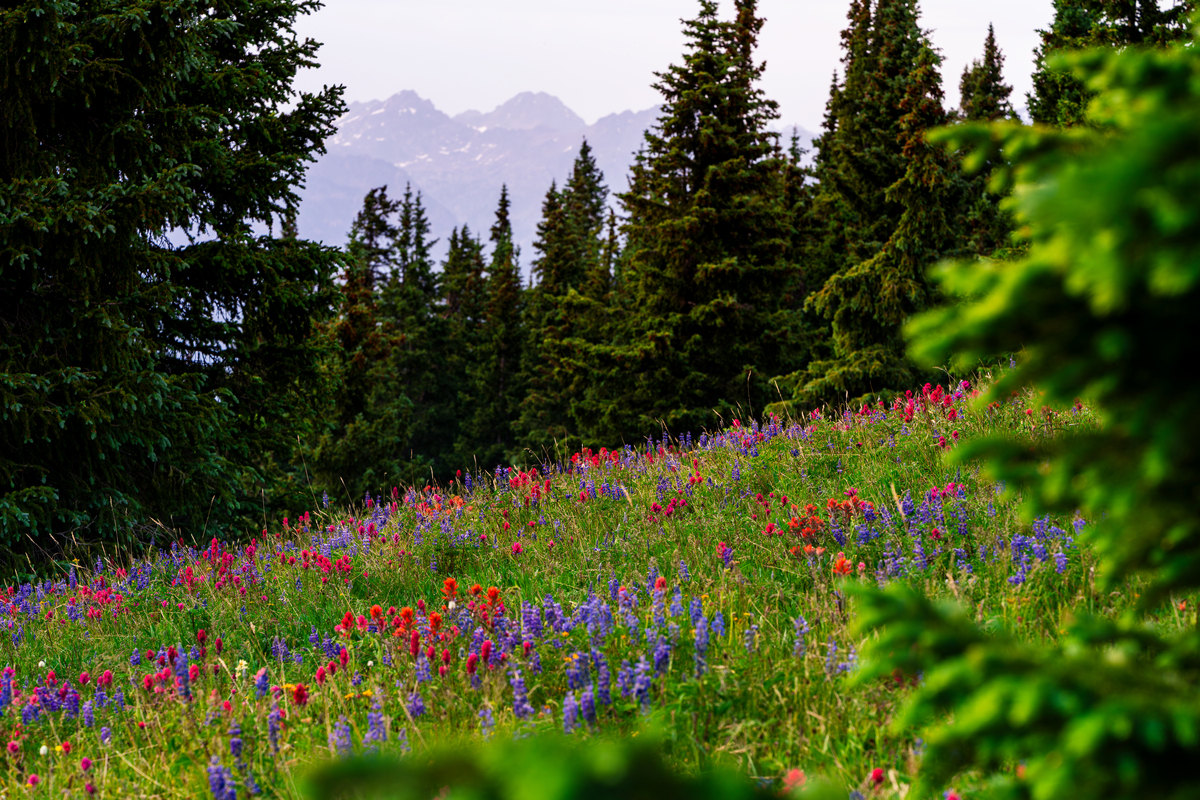 My Tranquil Backyard: A Sanctuary for Relaxation and Inspiration