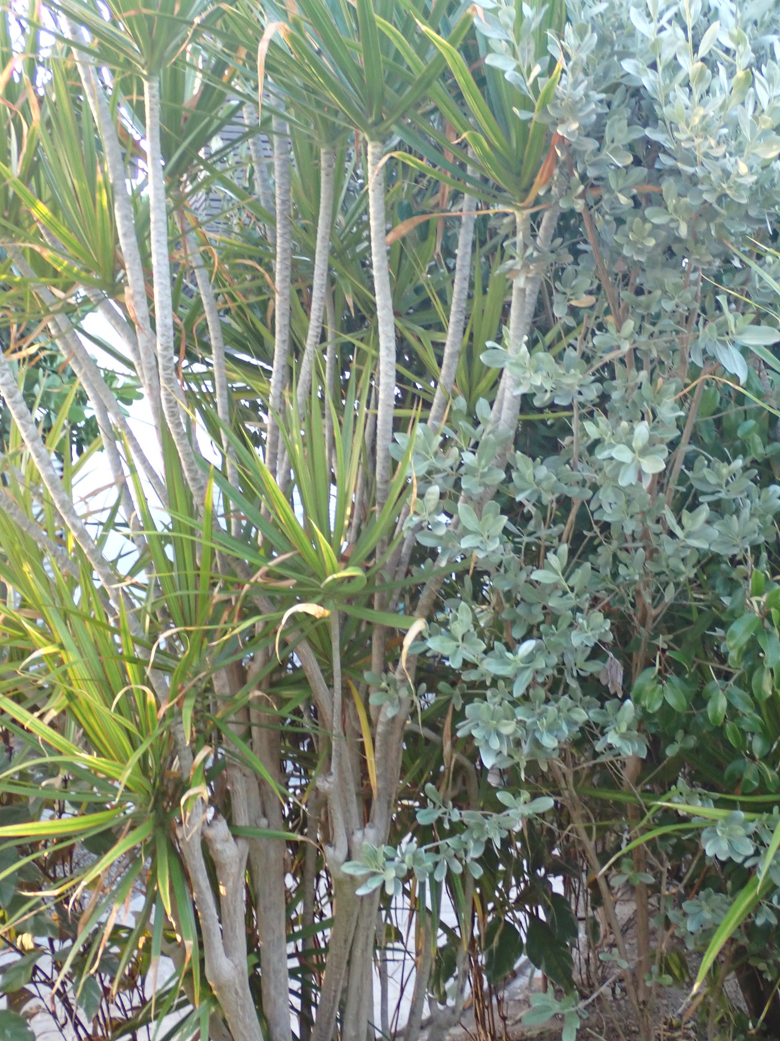 最耐寒的棕榈科植物：适合寒冷地区的5种选择
