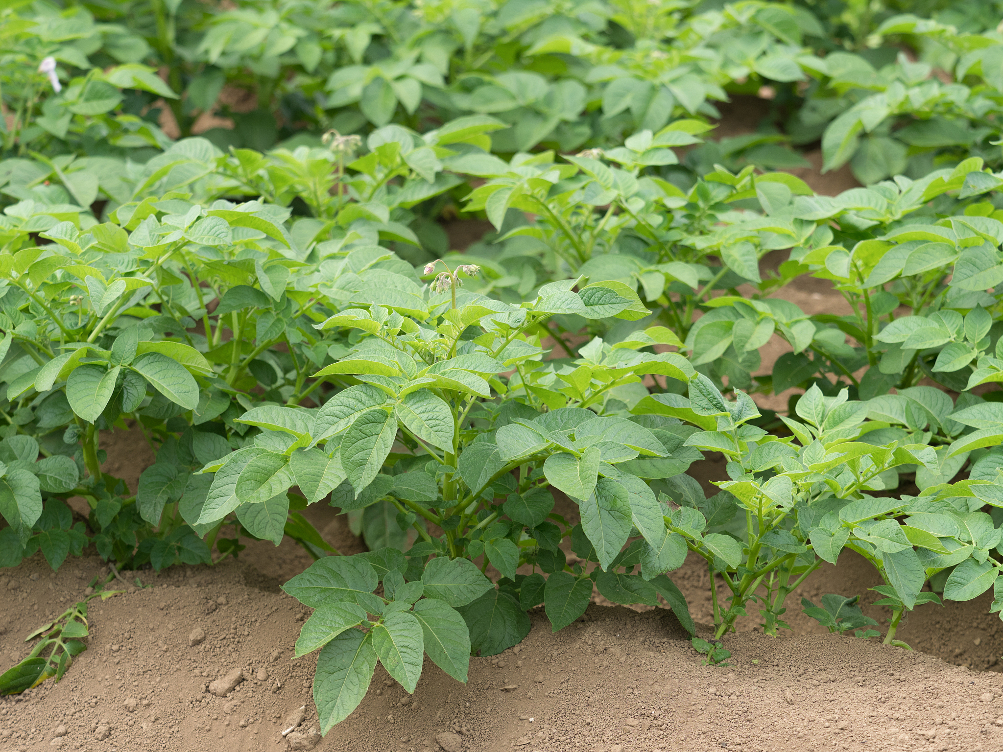 potato field