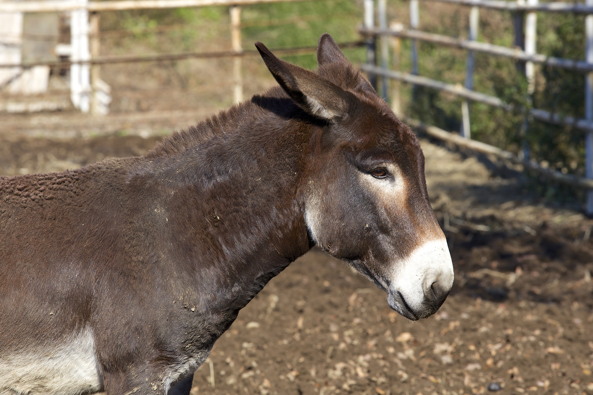 donkey