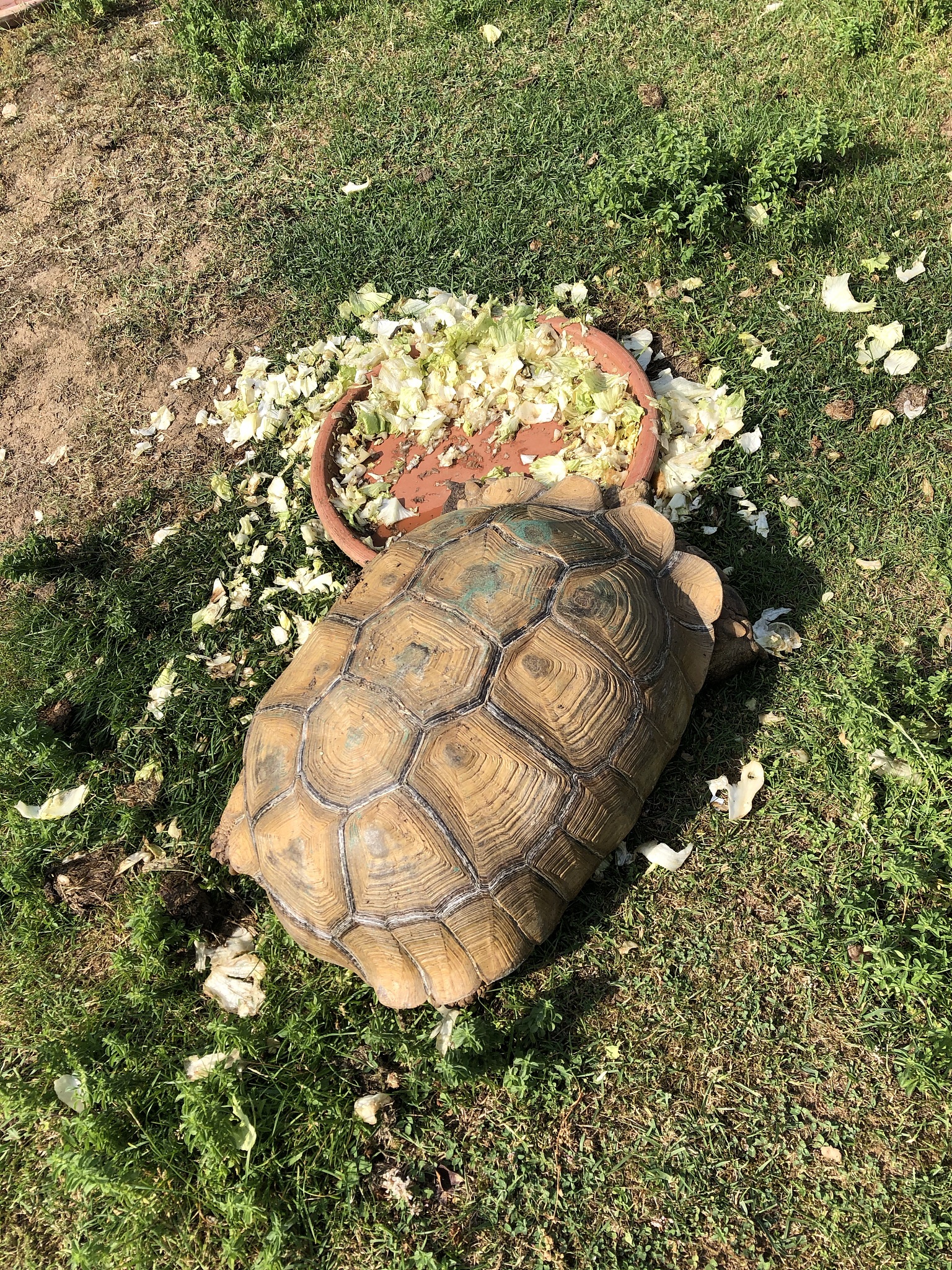 turtle