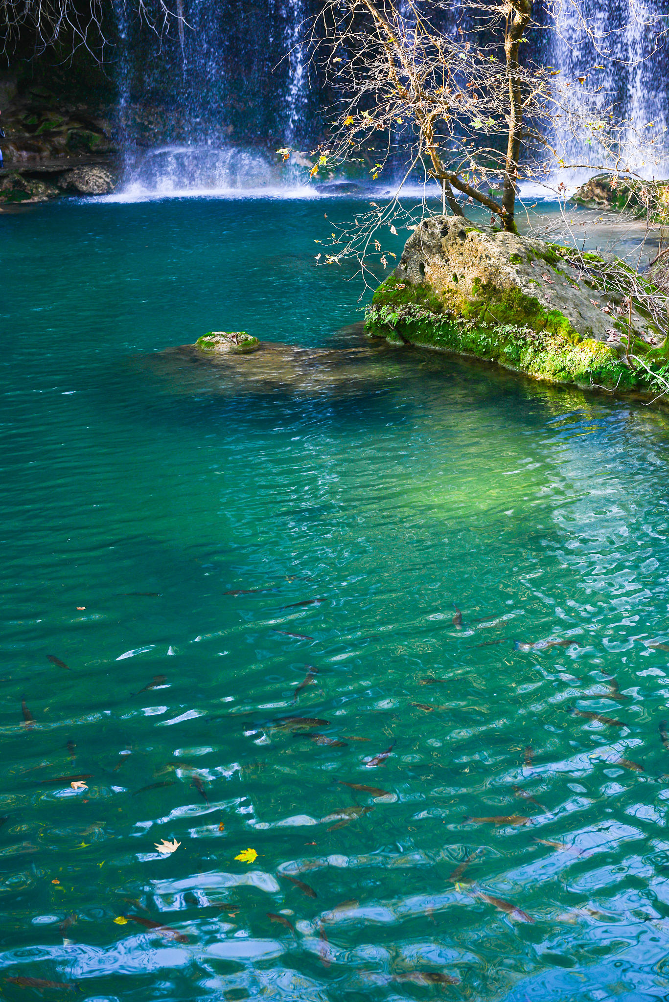 lake in the forest