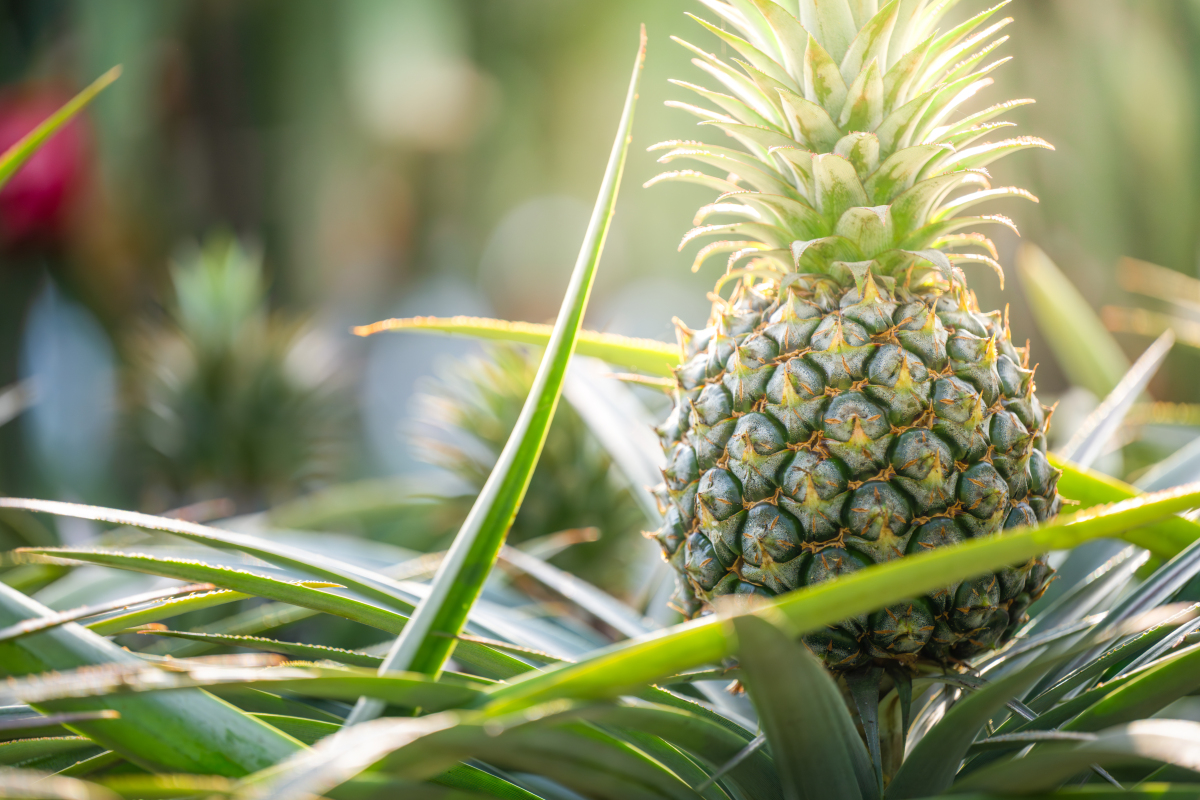菠萝开花：美丽的花朵，快速生长的果实