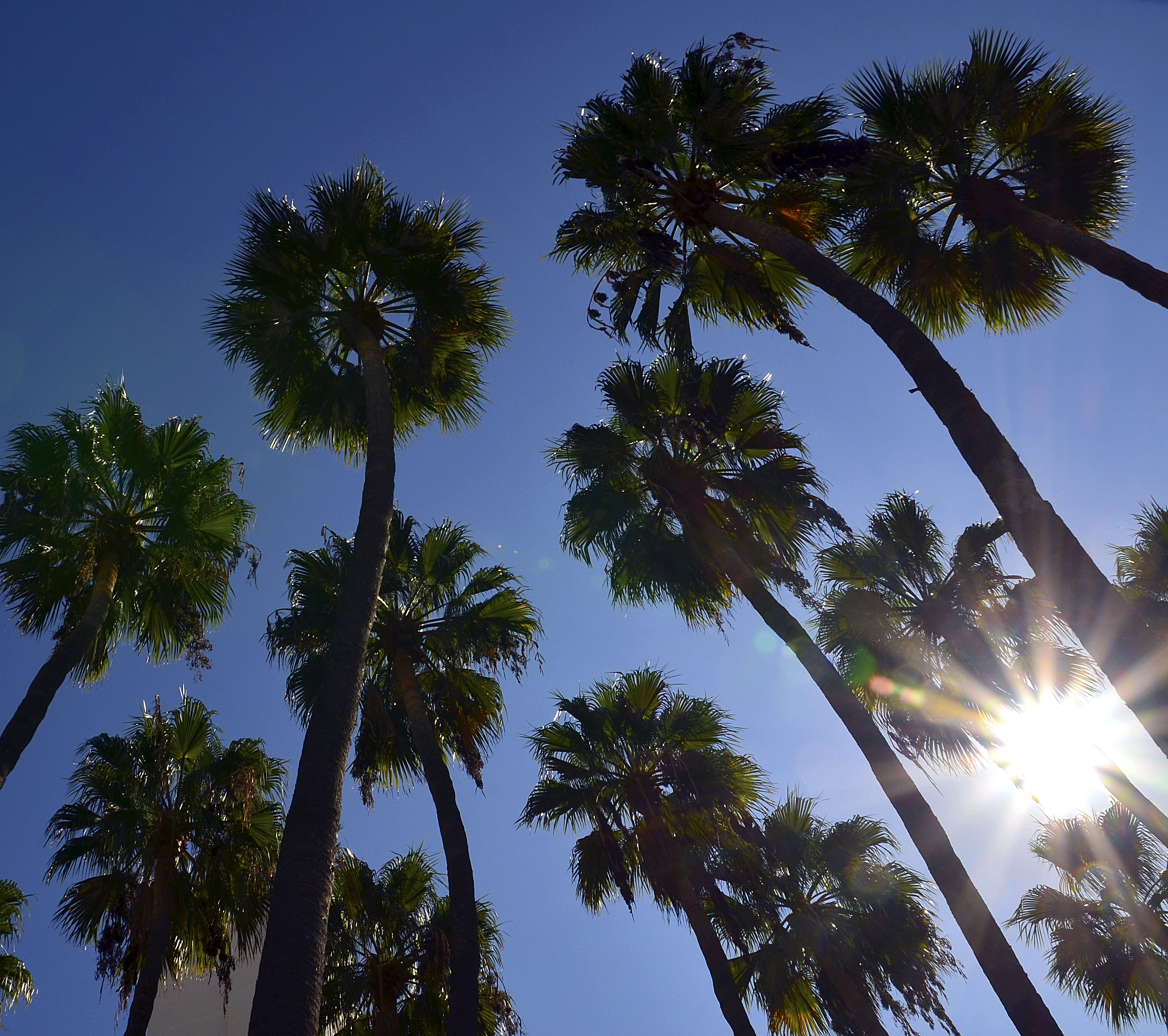 palm trees against blue sky with sunbeams.