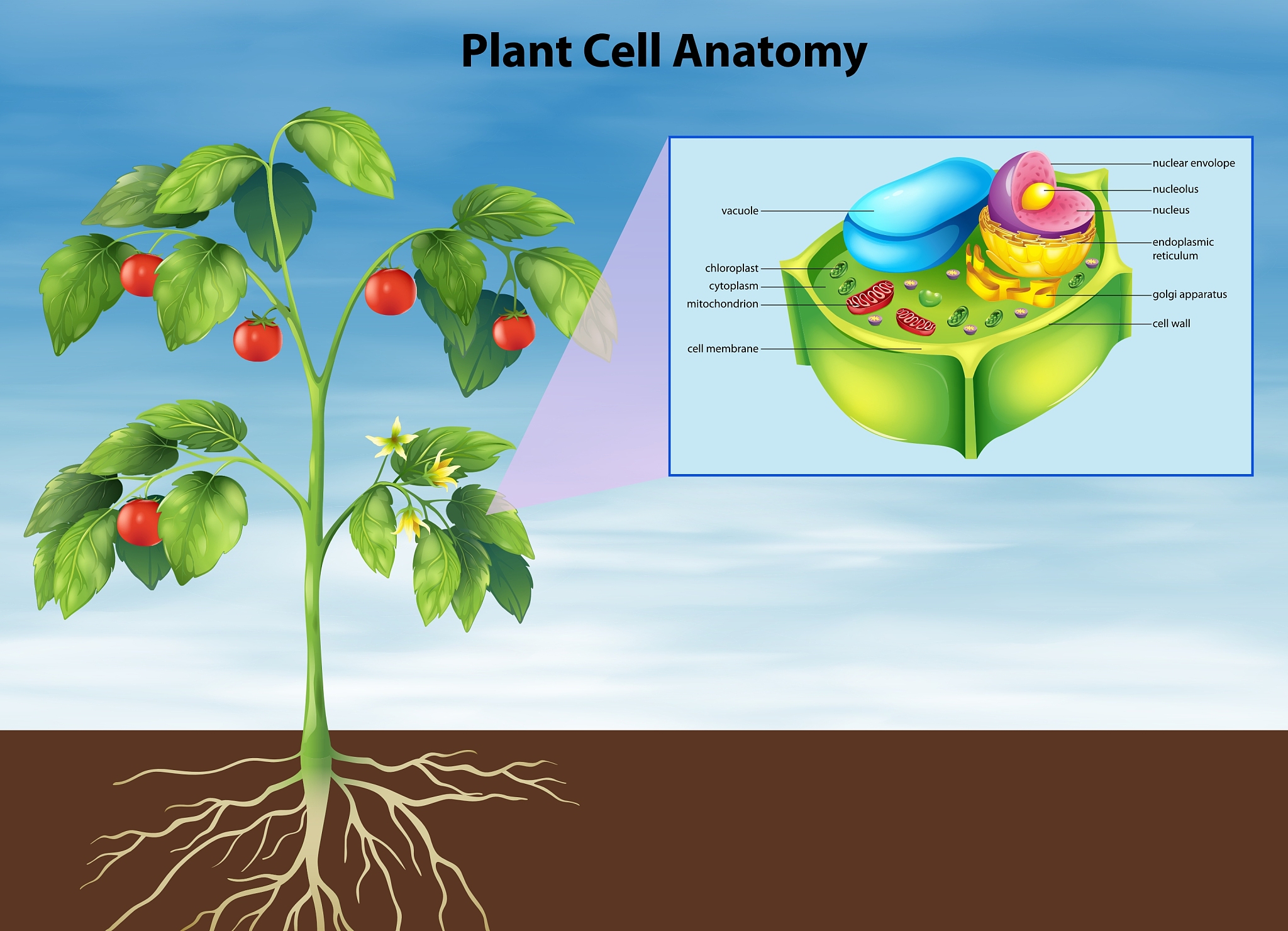 If this condition holds total average S per plant will increase if the production of reproductive biomass during a given short time interval takes place at the latest possible time如何理解