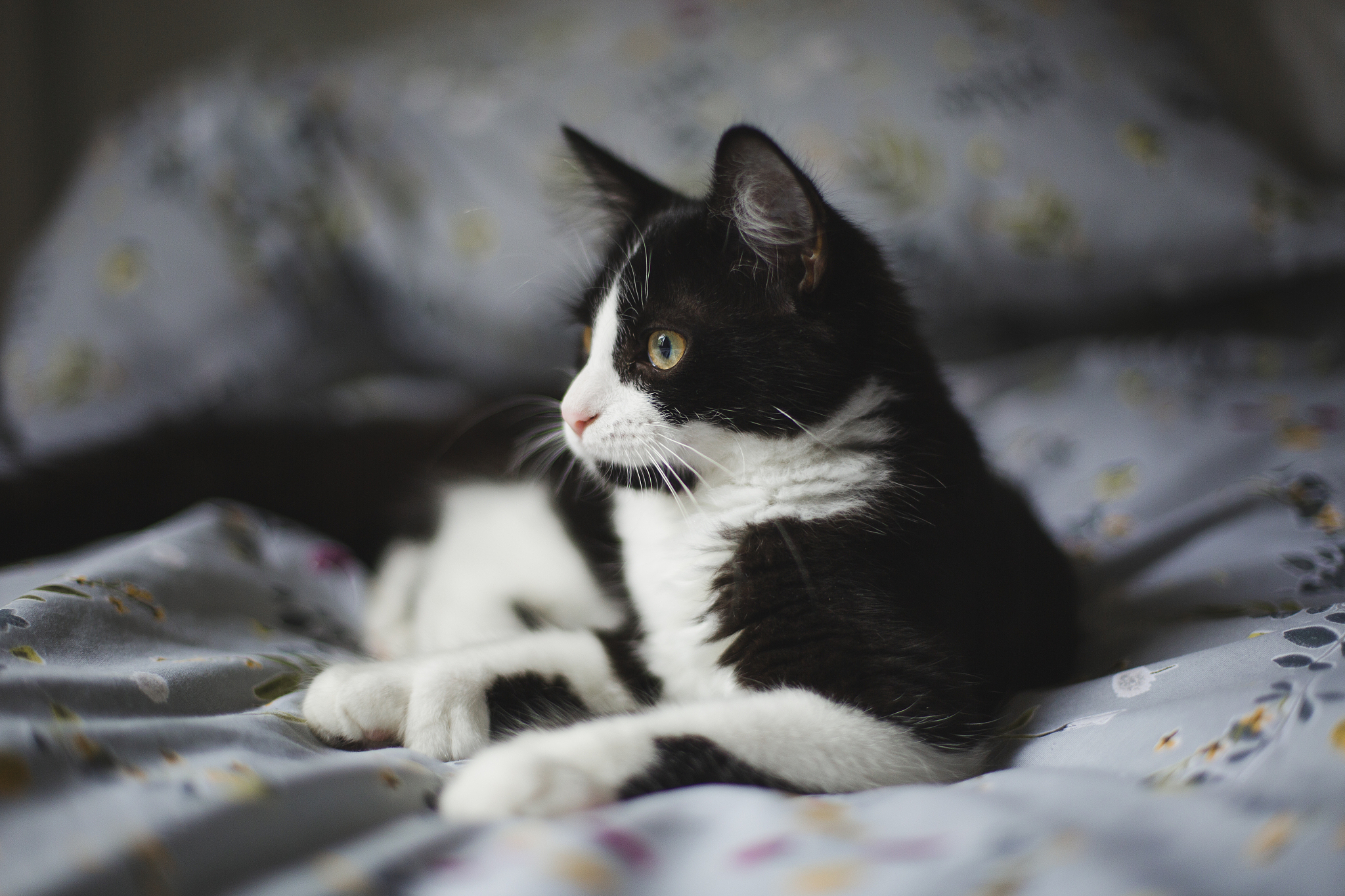 四年级作文：我家的小猫 - 300字描写猫的可爱