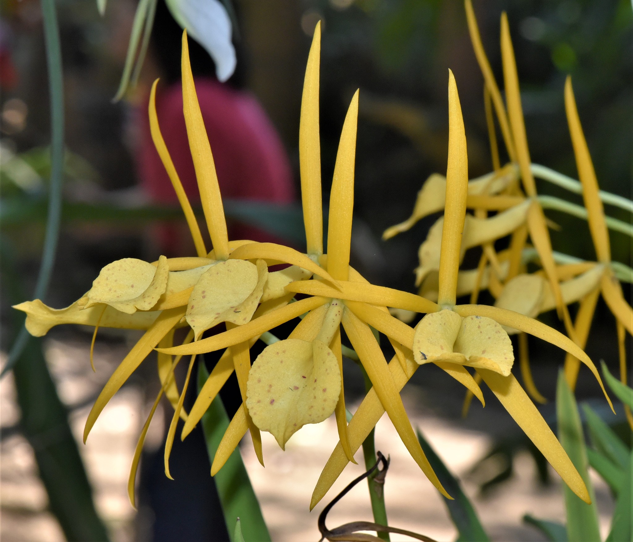 close-up of yellow flowering plant