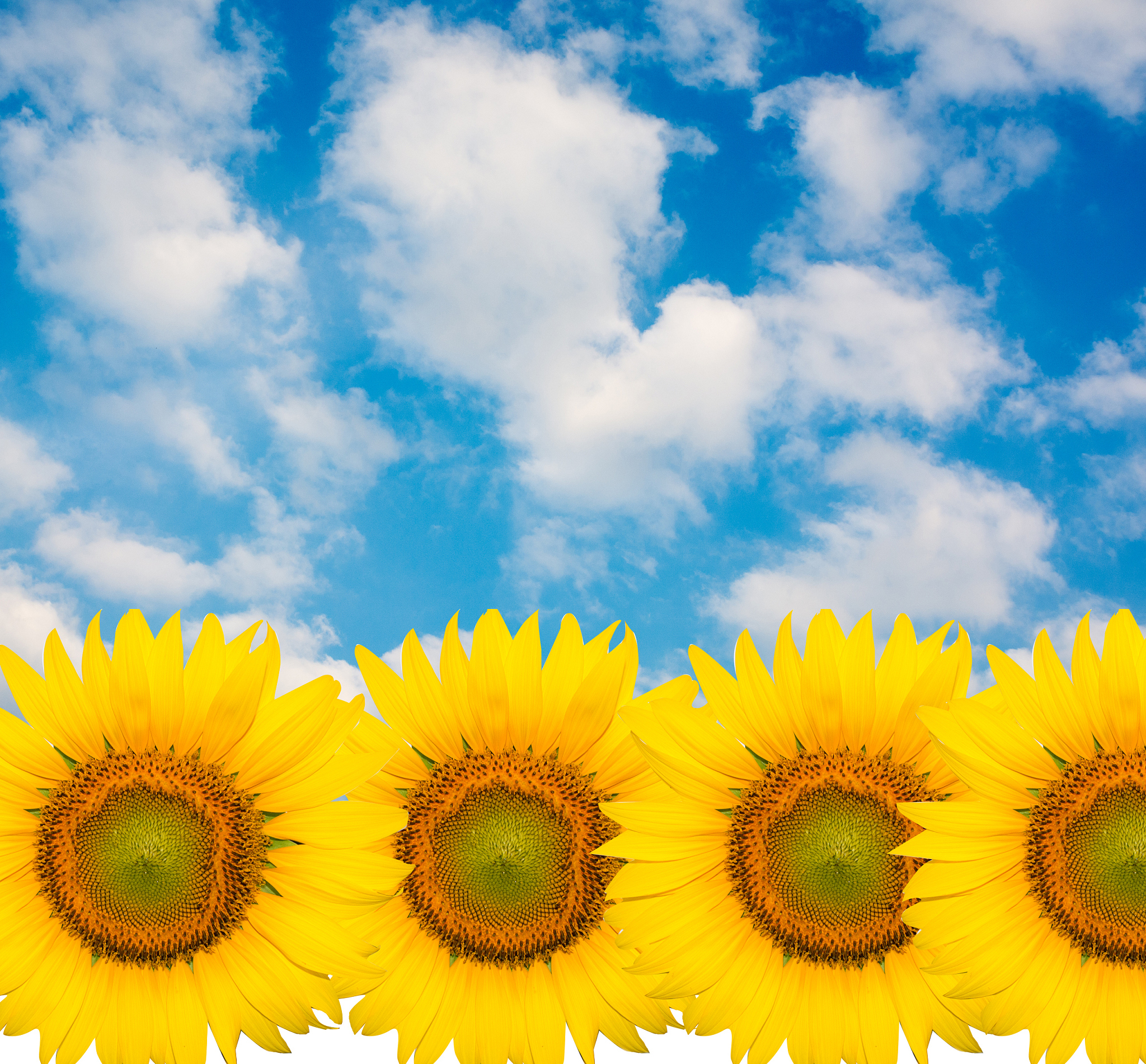 本人自我介绍高水平阳光简短