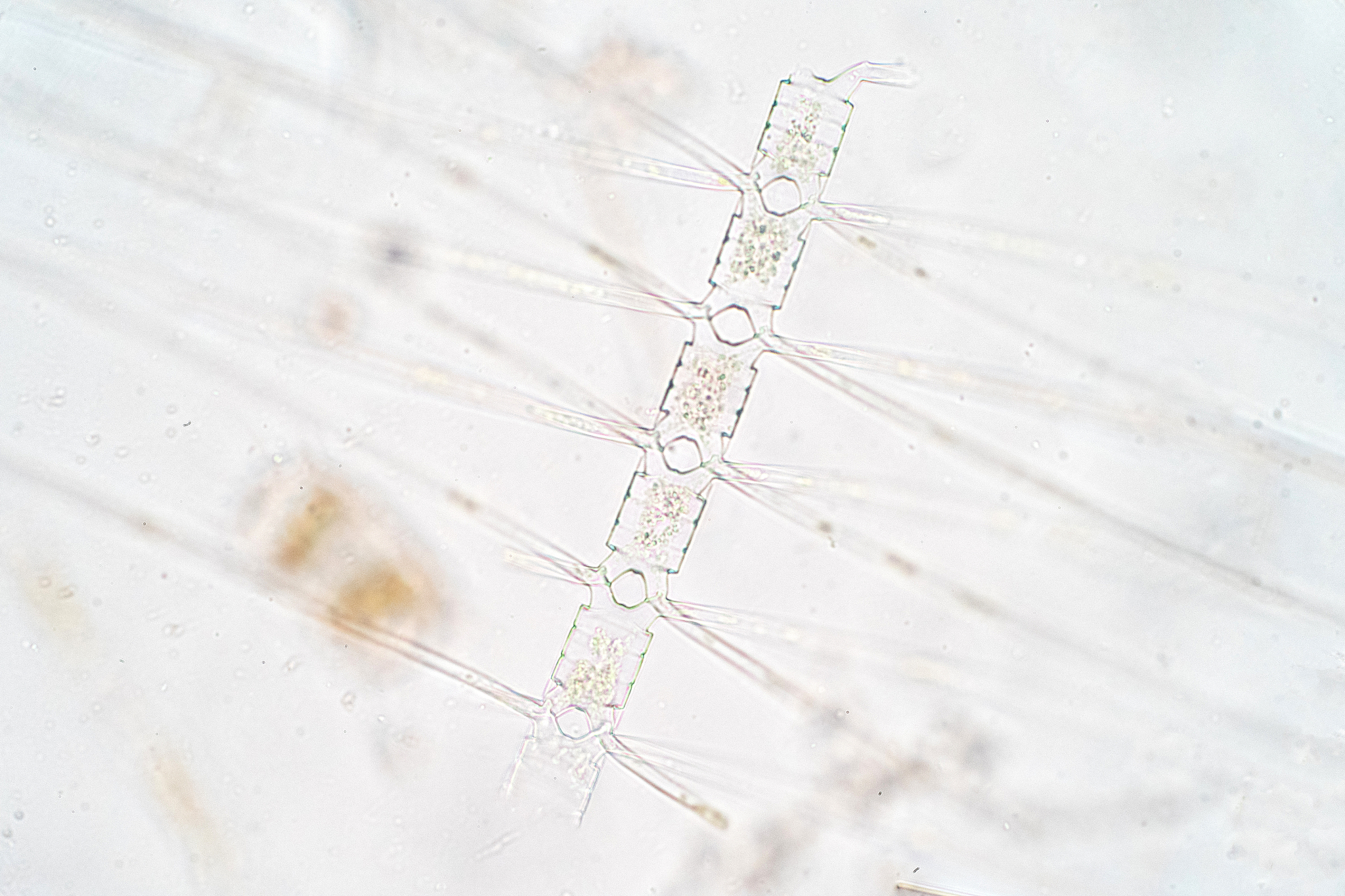 推荐与如下观点相似的已发表文献当共存的浮游植物光合速率受到抑制时硅藻的竞争优势增加