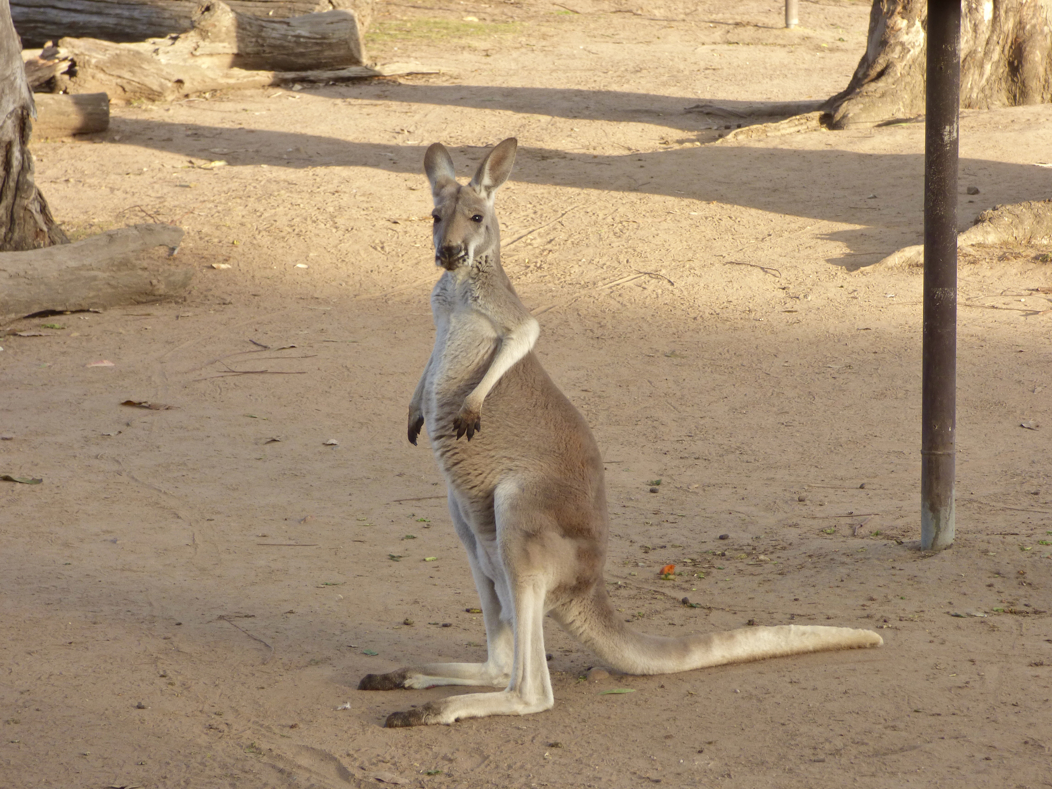 袋鼠和狮子谁更大回答加拓展。
