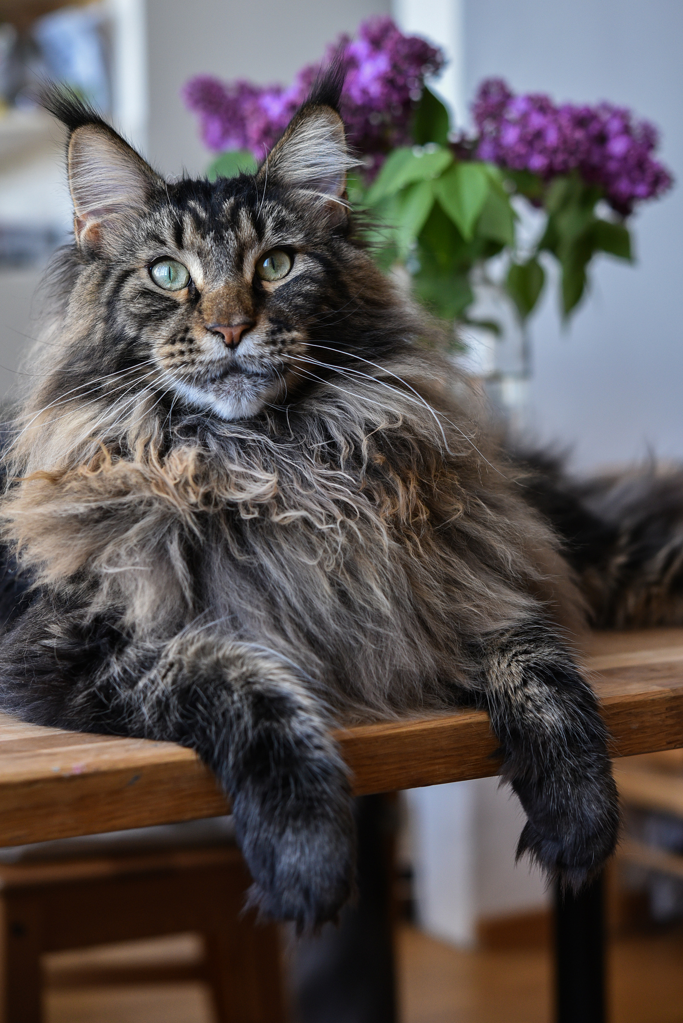 My cat is a Himalayan