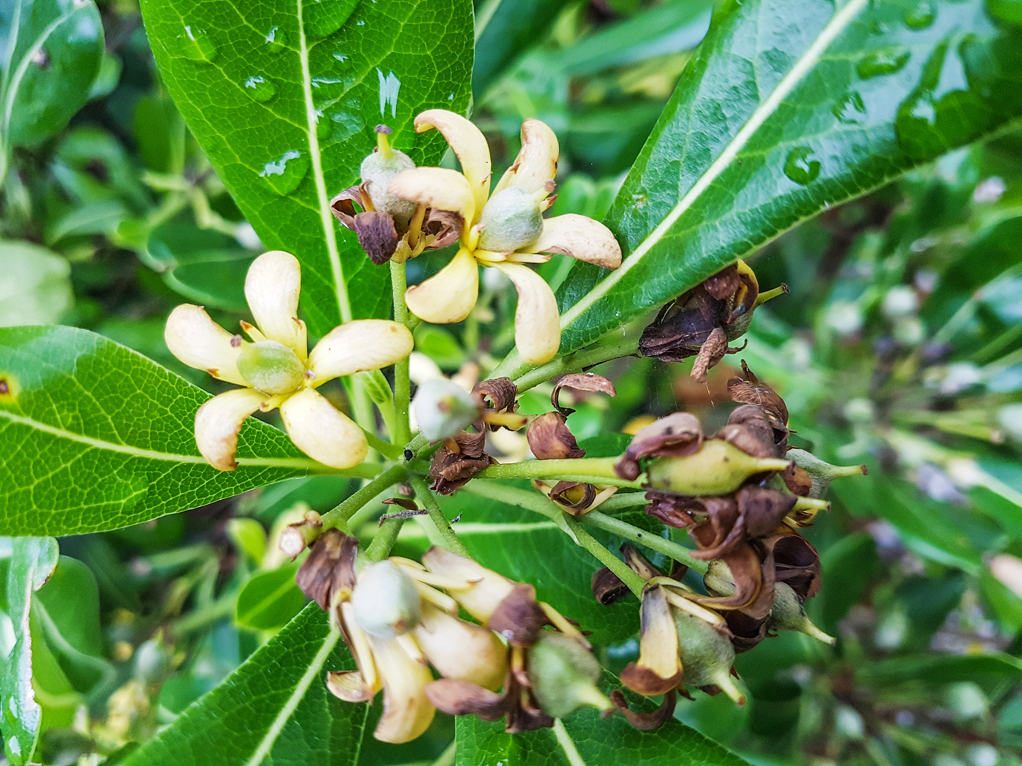 荔枝开花不结果怎么办？