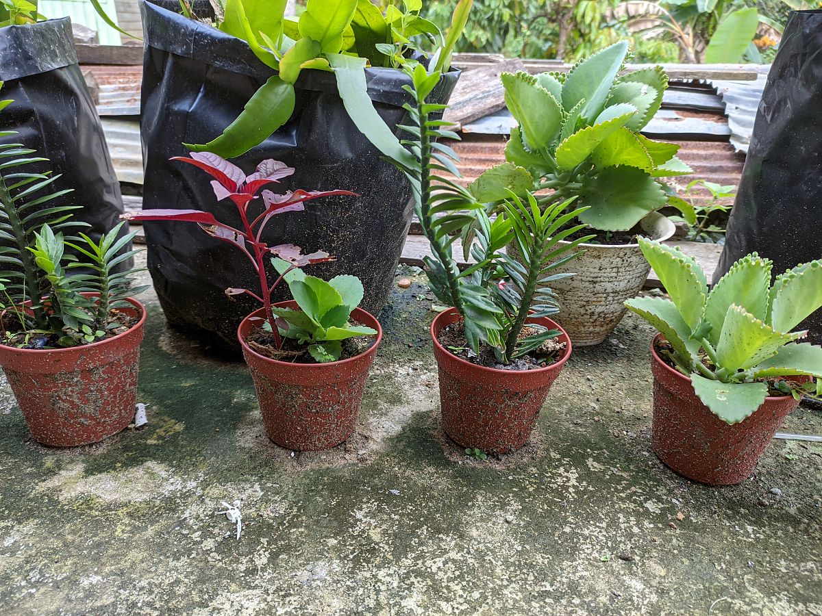 温室盆栽产业服务：从生产到销售全方位支持