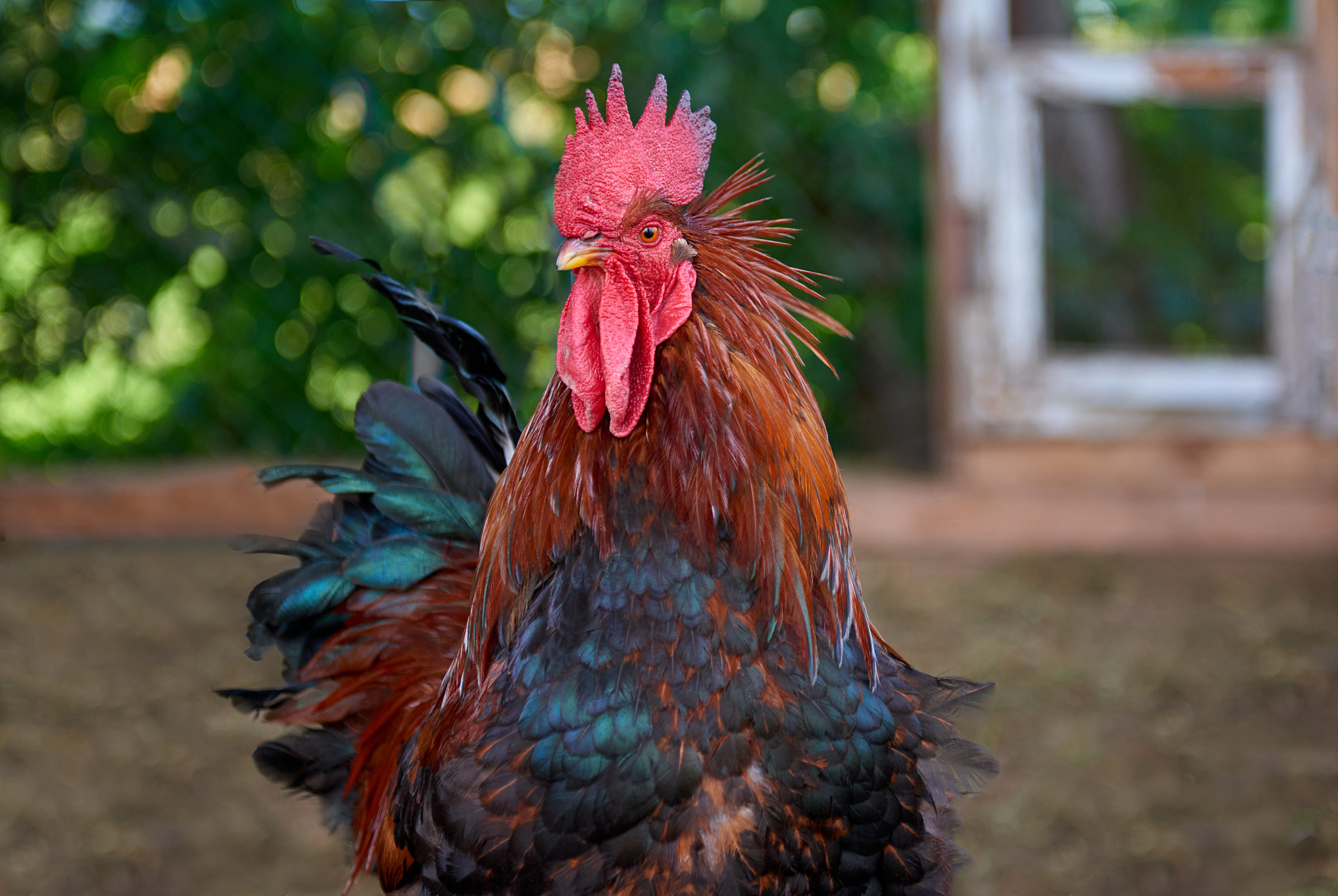 colorful rooster or fighting cock in the farm.