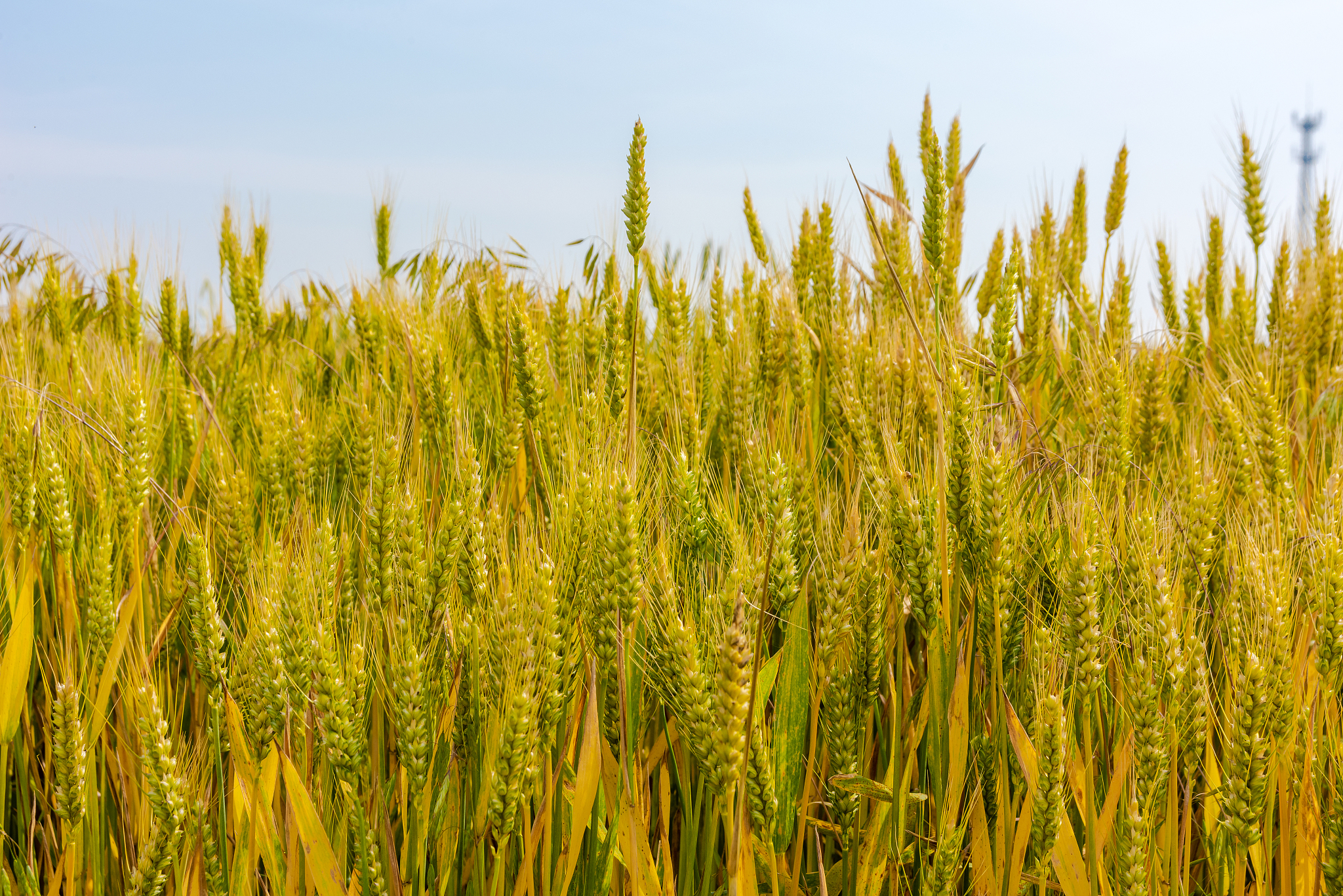 列举当前小麦品种和施氮量研究的热点