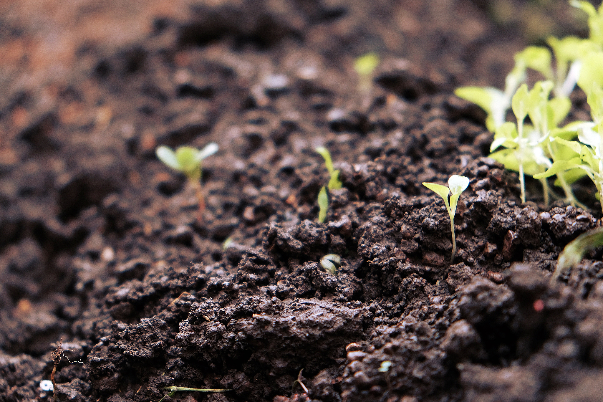 为什么微生物植物生长过程中土壤有效钾会降低微生物和植物在生长过程中会利用土壤中的营养元素其中包括有效钾。微生物通过代谢作用将土壤中的可利用钾转化为无机盐以维持自身生长和代谢所需的能量。植物则通过根系吸收土壤中的有效钾用于维持其生长和代谢所需的能量和营养物质。因此微生物和植物的生长过程会导致土壤中的有效钾含量降低。此外土壤中的有效钾还会被水分流失、土壤酸化、土壤结构破坏等因素影响而降低。继续