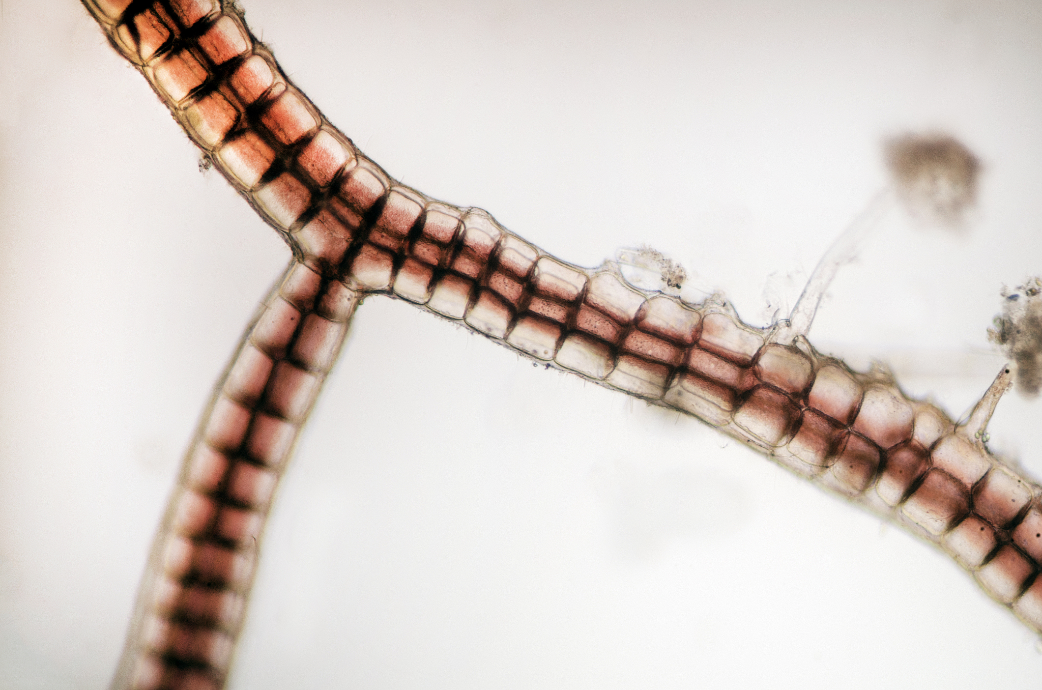 红藻为什么不是原生生物