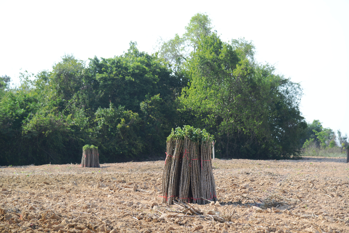 树成林课程怎么样？深度测评告诉你真相！