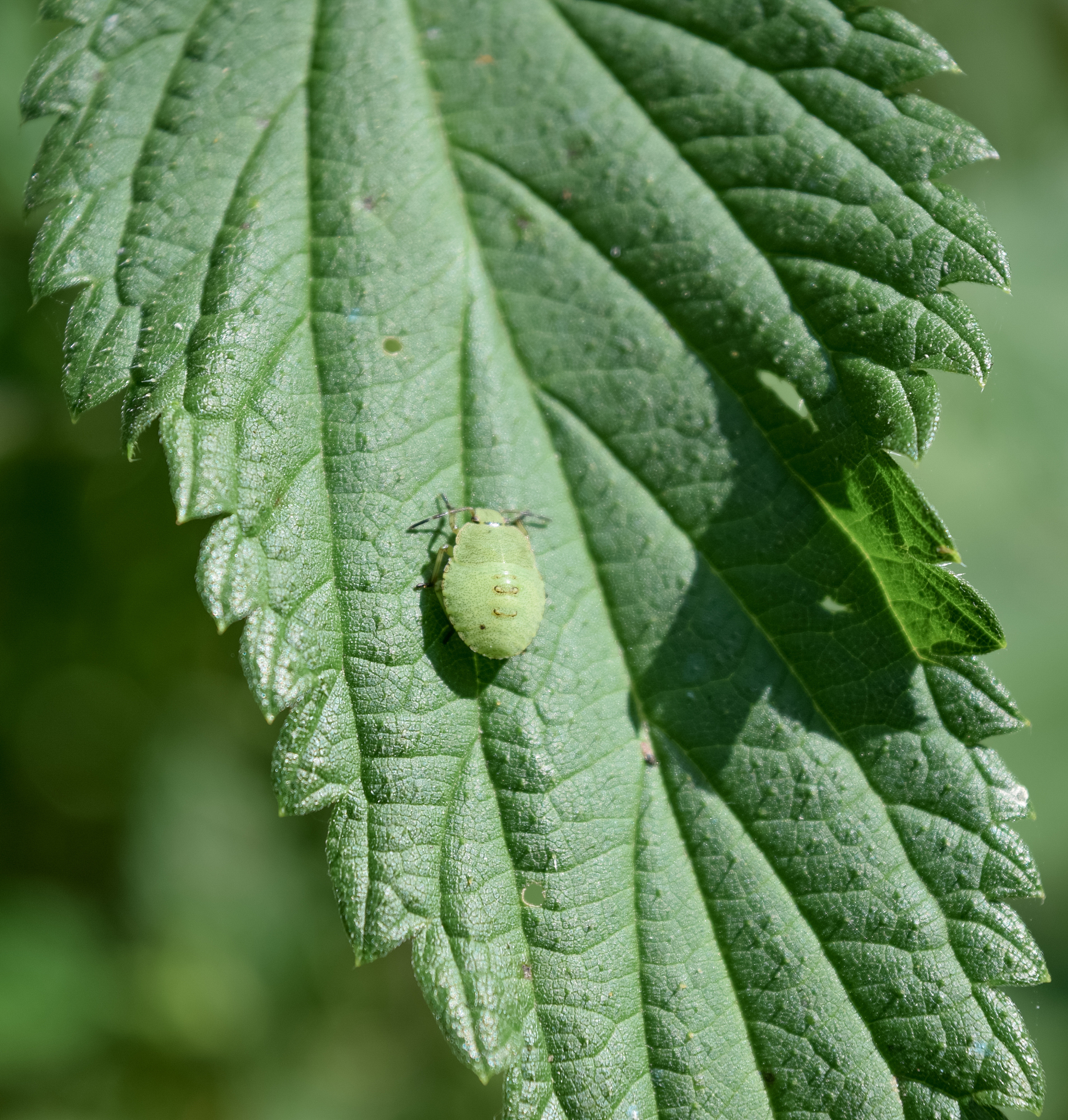 rare and unique plants-flowers with insects-chameleons in the fo