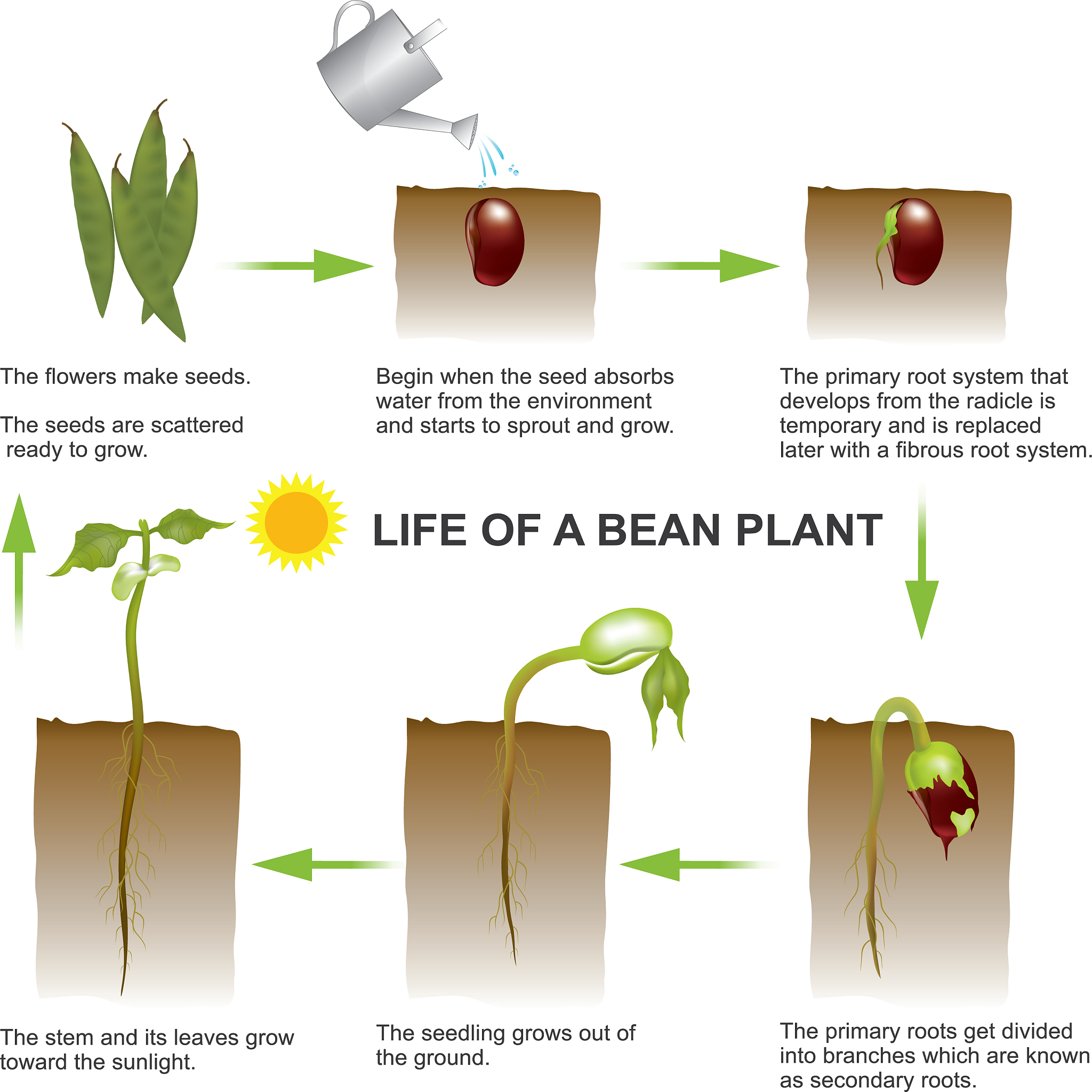 农作物病虫害图像识别技术研究现状与未来展望