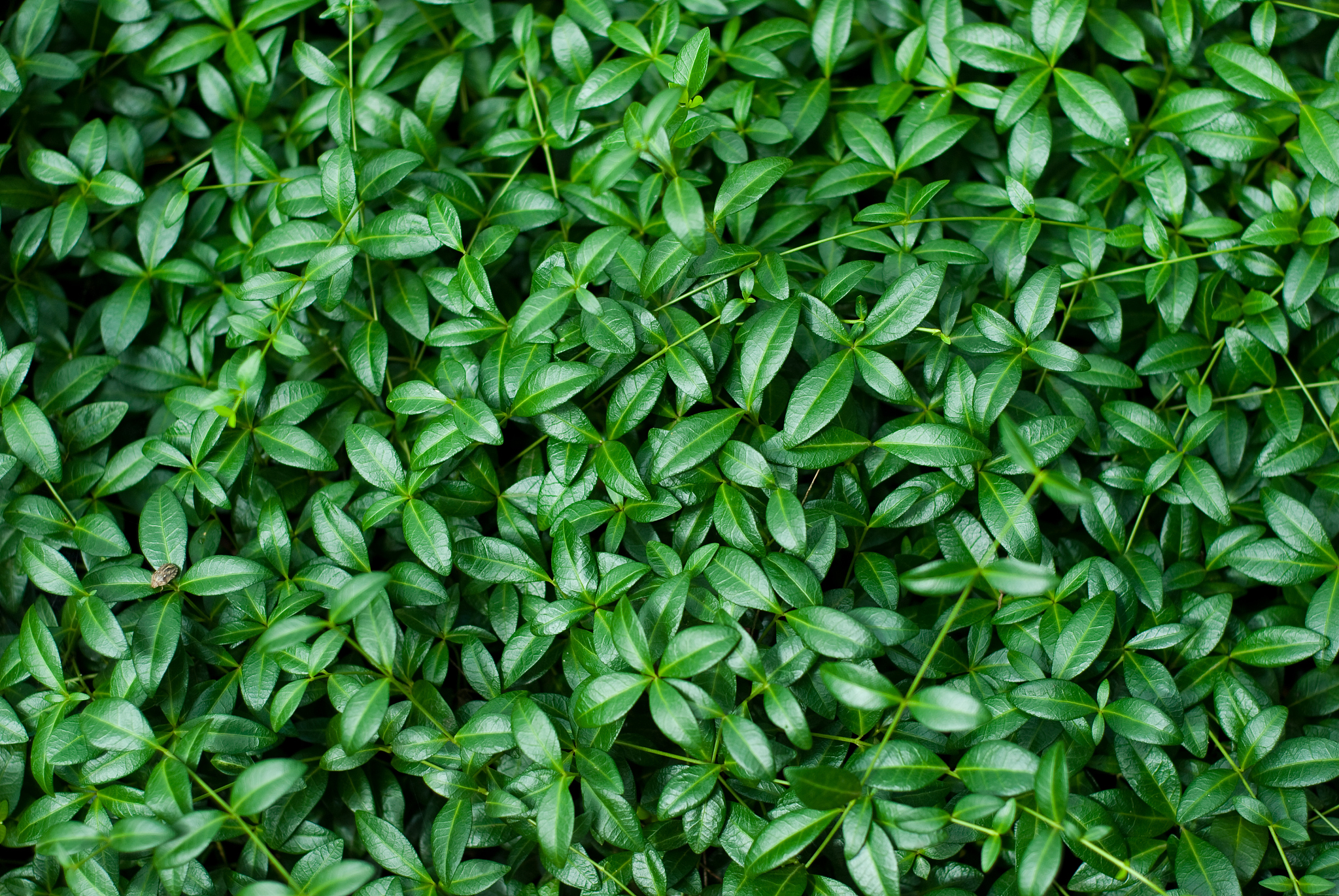 background of green leaves