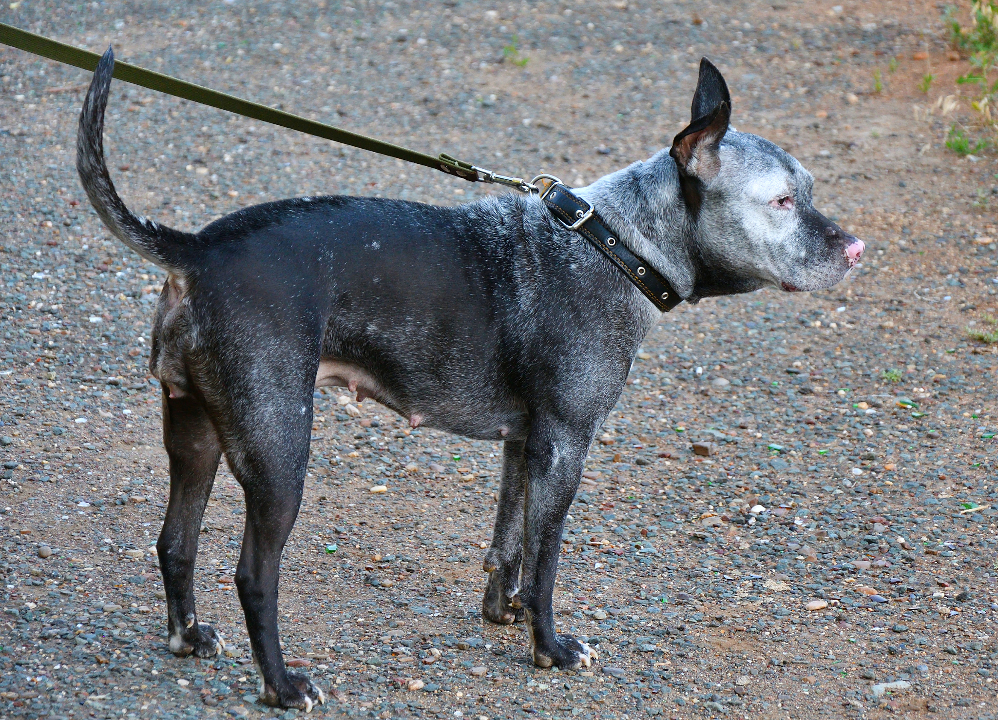犬原发性开角型青光眼：发病率、好发品种及预防