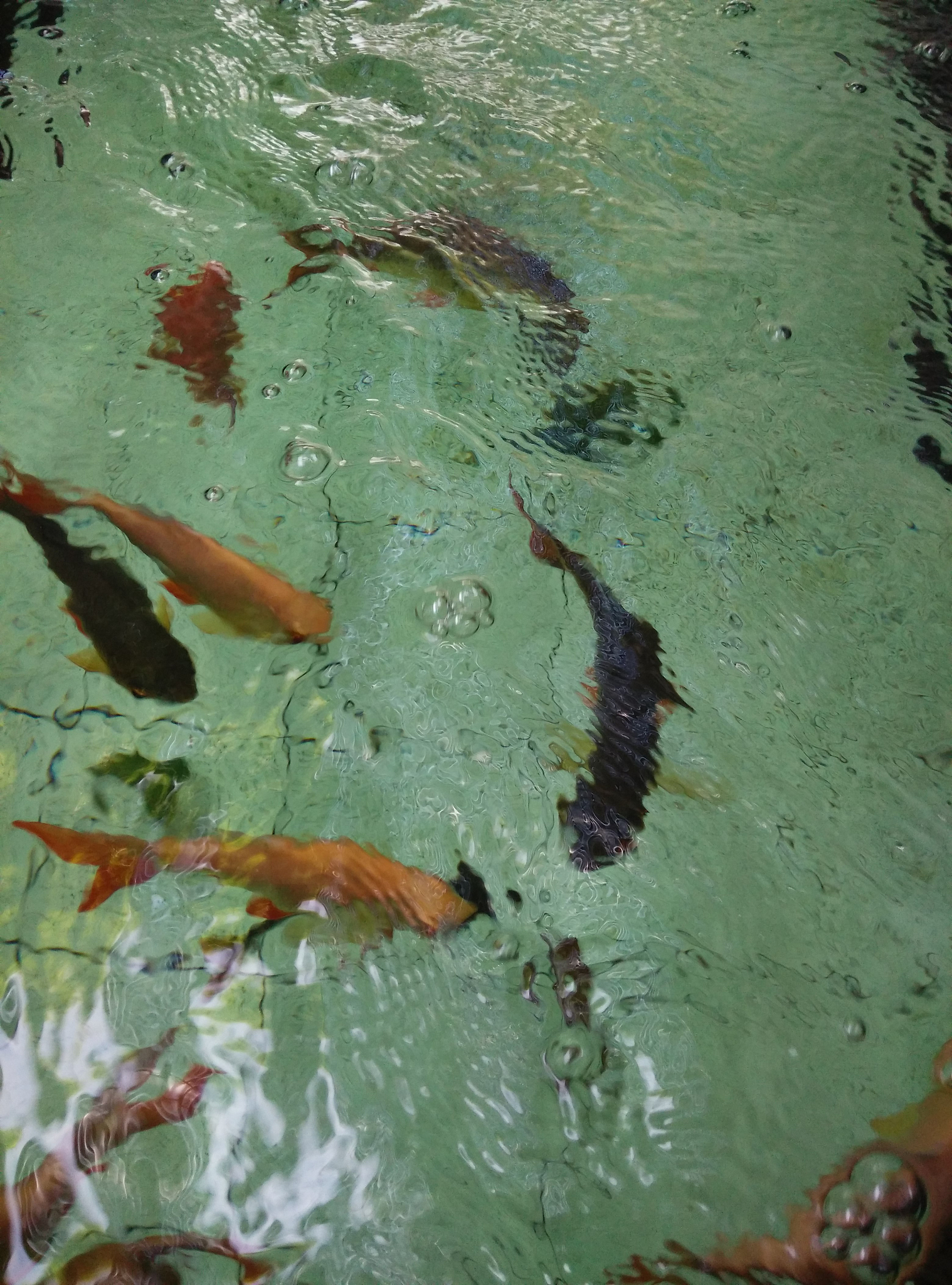 养鱼过程经常死鱼怎么避免