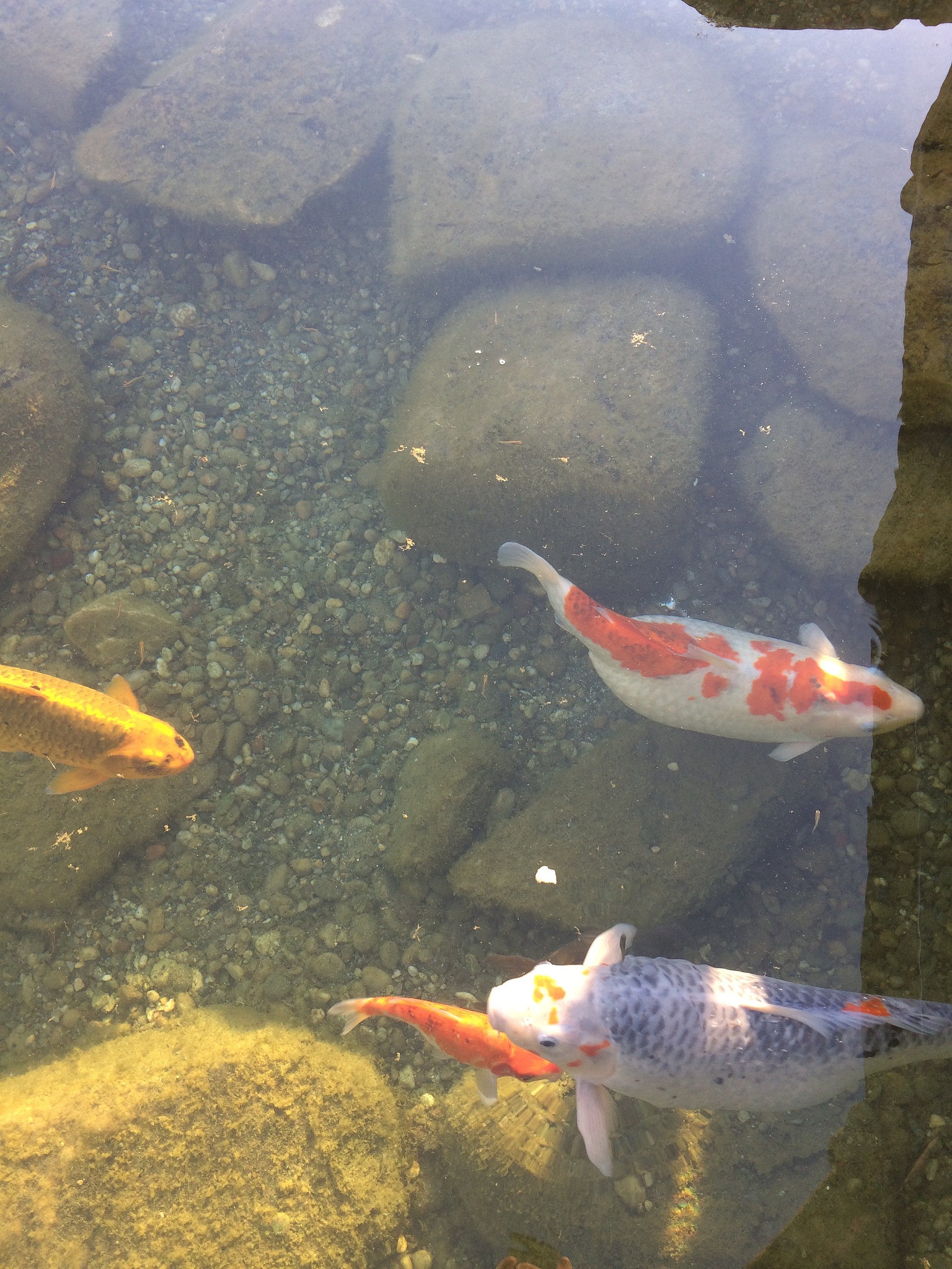 鱼的佛性：从鱼儿身上学到的简单快乐