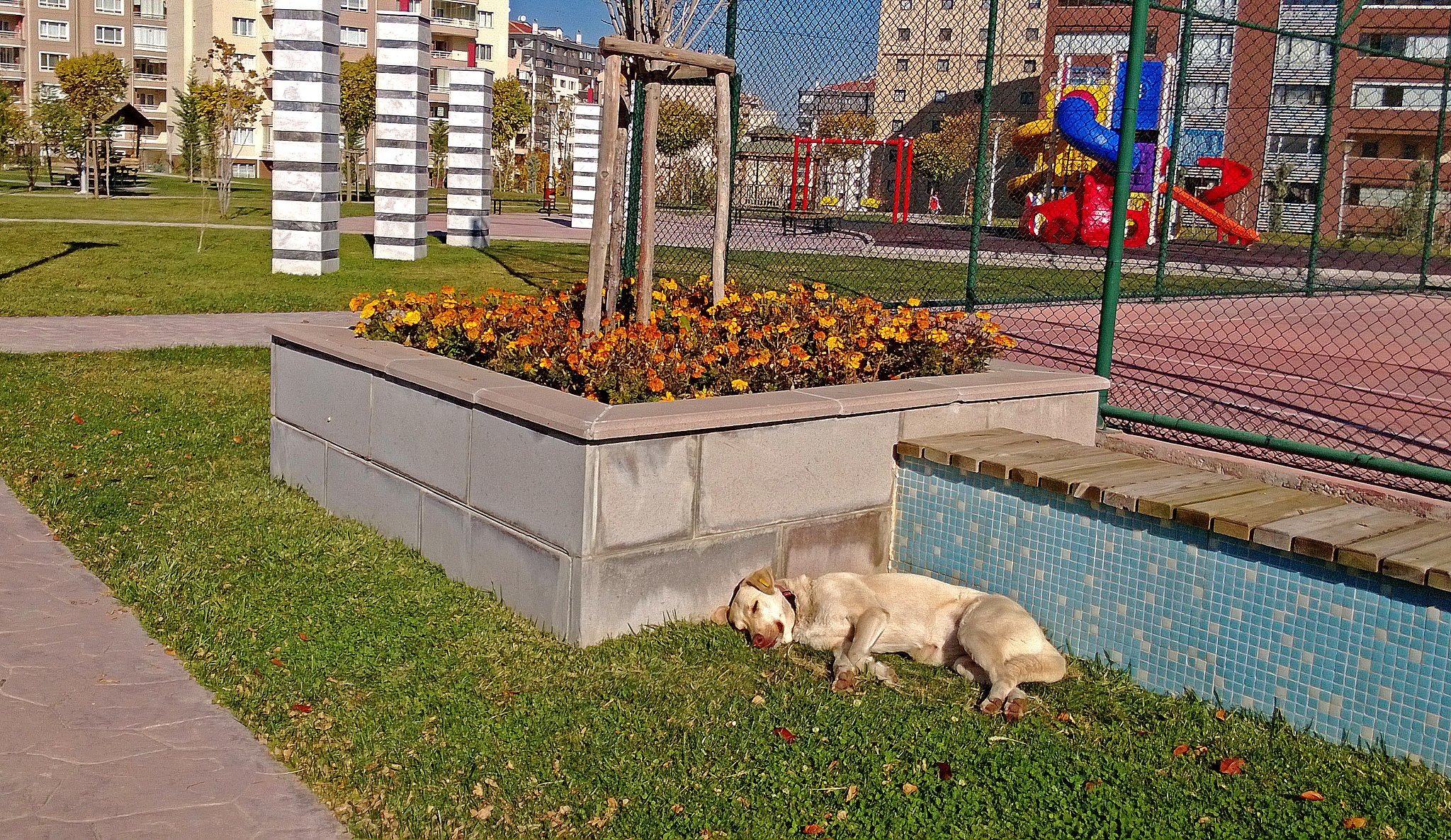 用500字分析宠物犬室外活动空间的环境特征