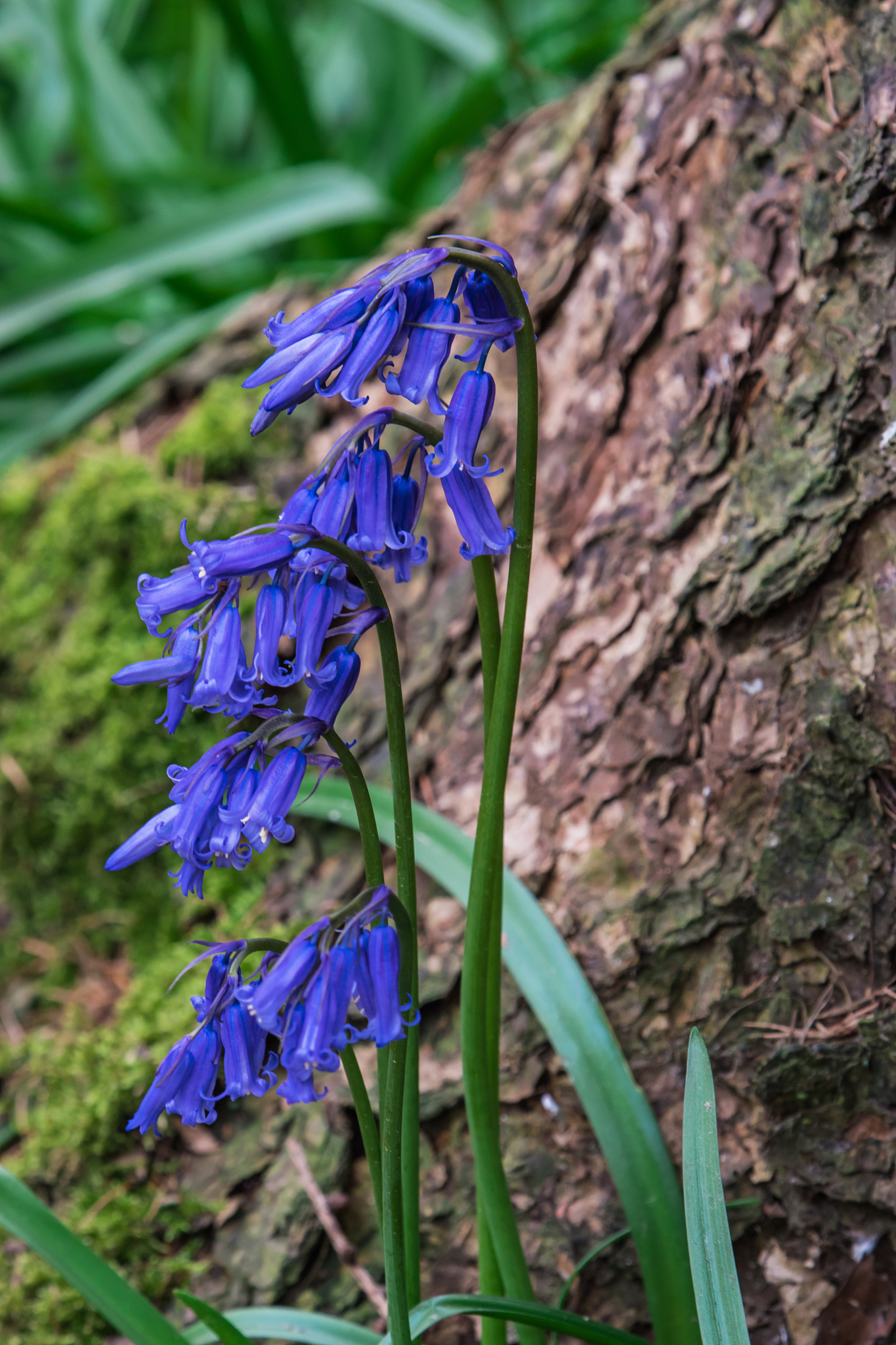 bluebells forest hallerbos
