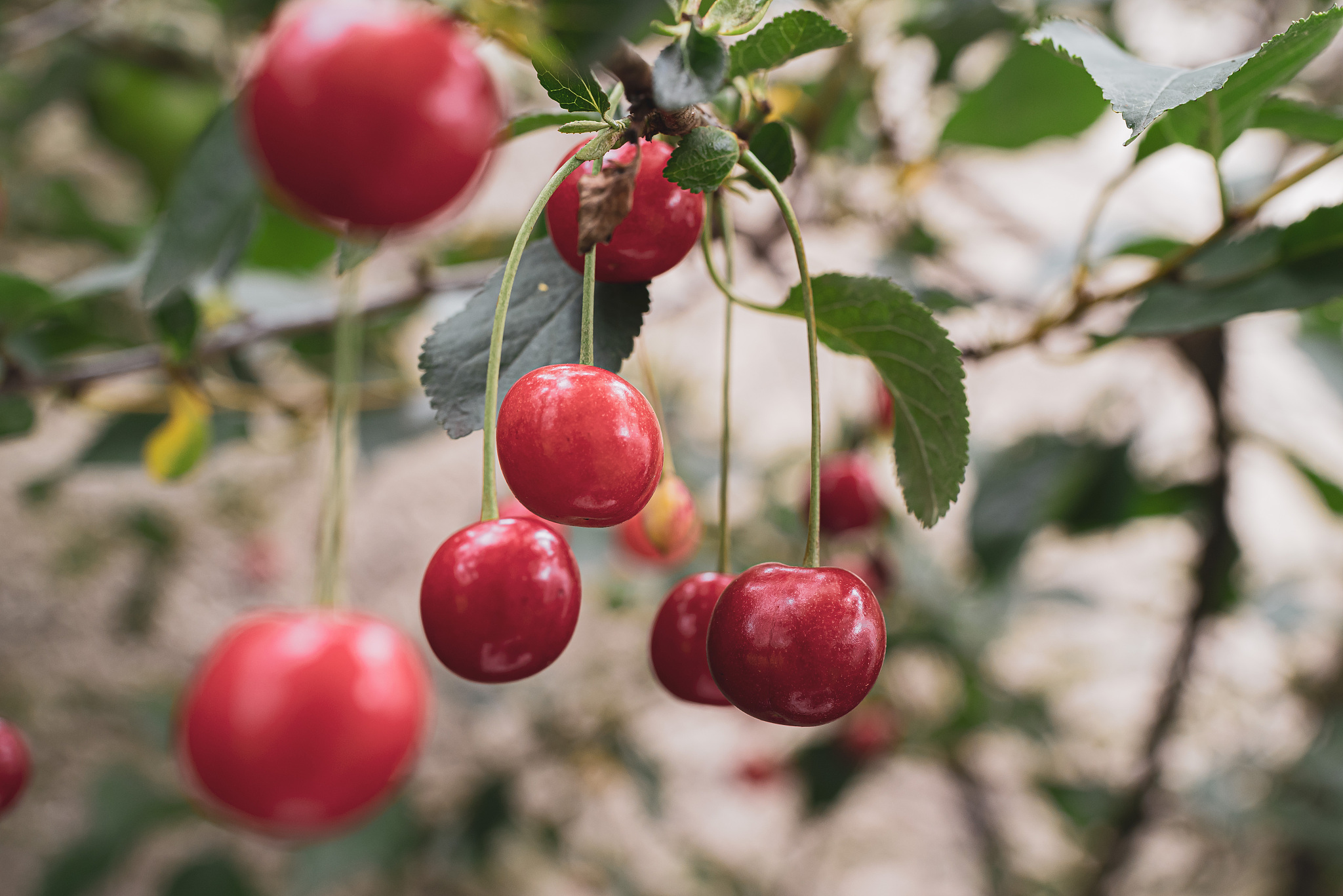 ripe cherries