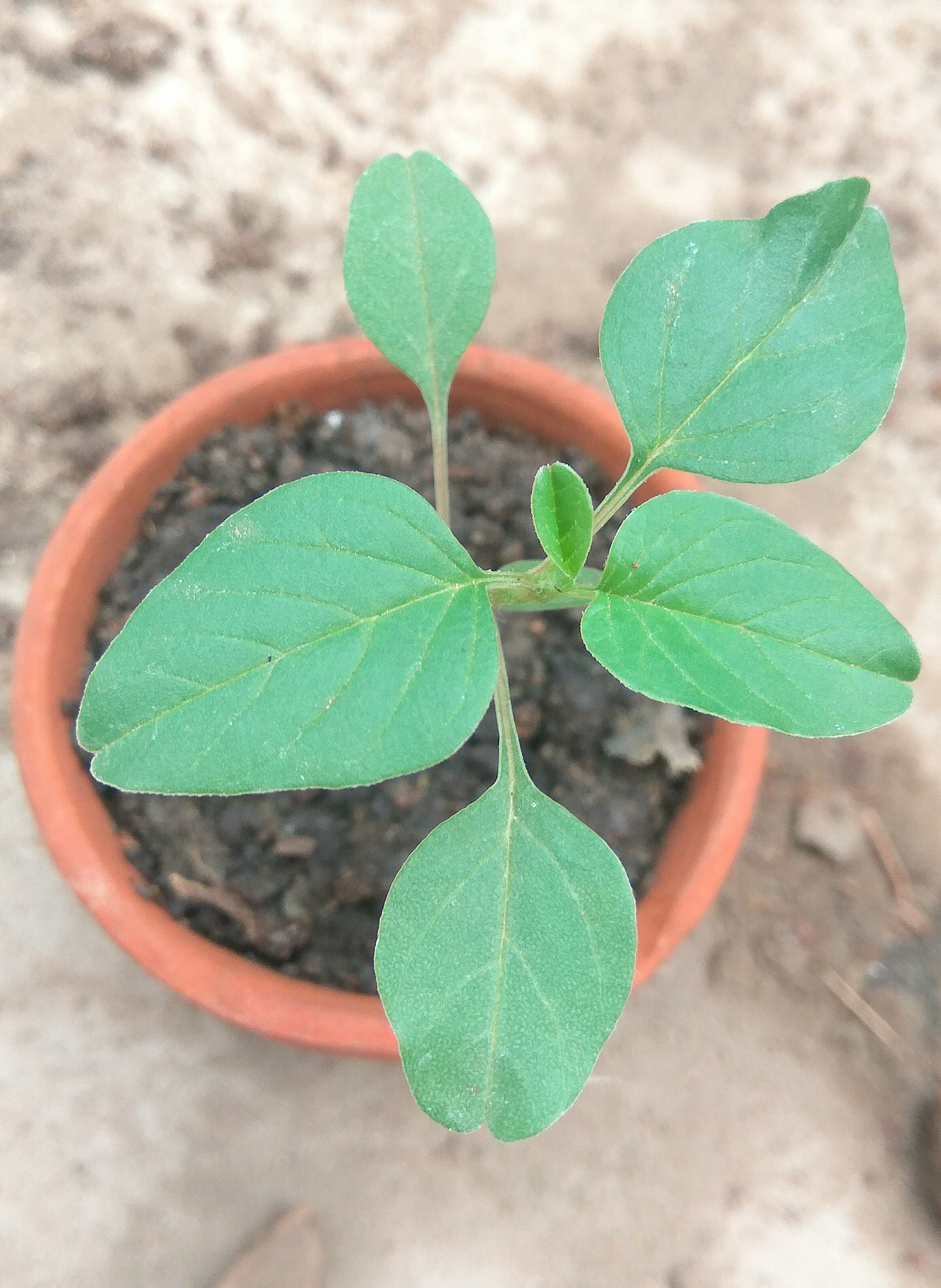 果汁阳台月季叶子发黄怎么办？如何拯救你的月季？