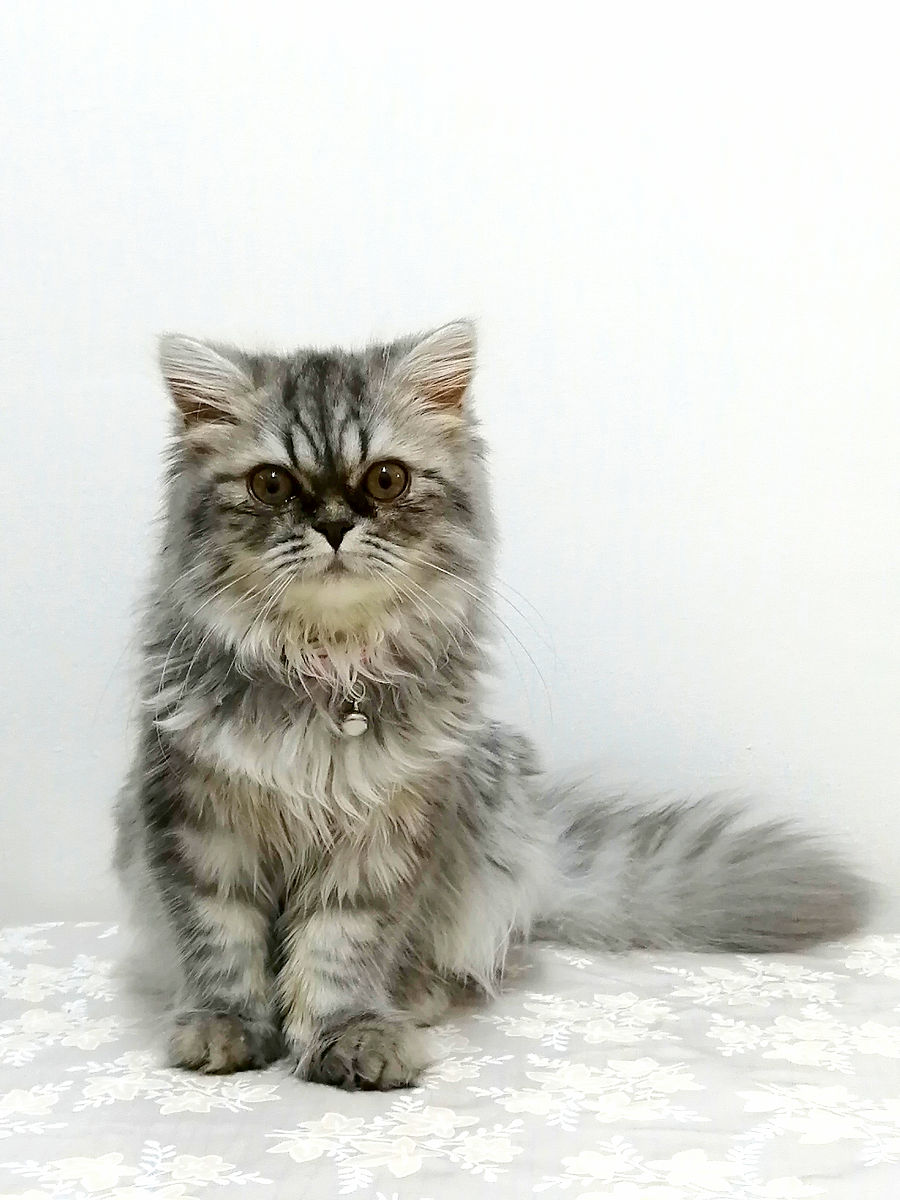 折耳猫真的有先天疾病吗？专业兽医为你解答