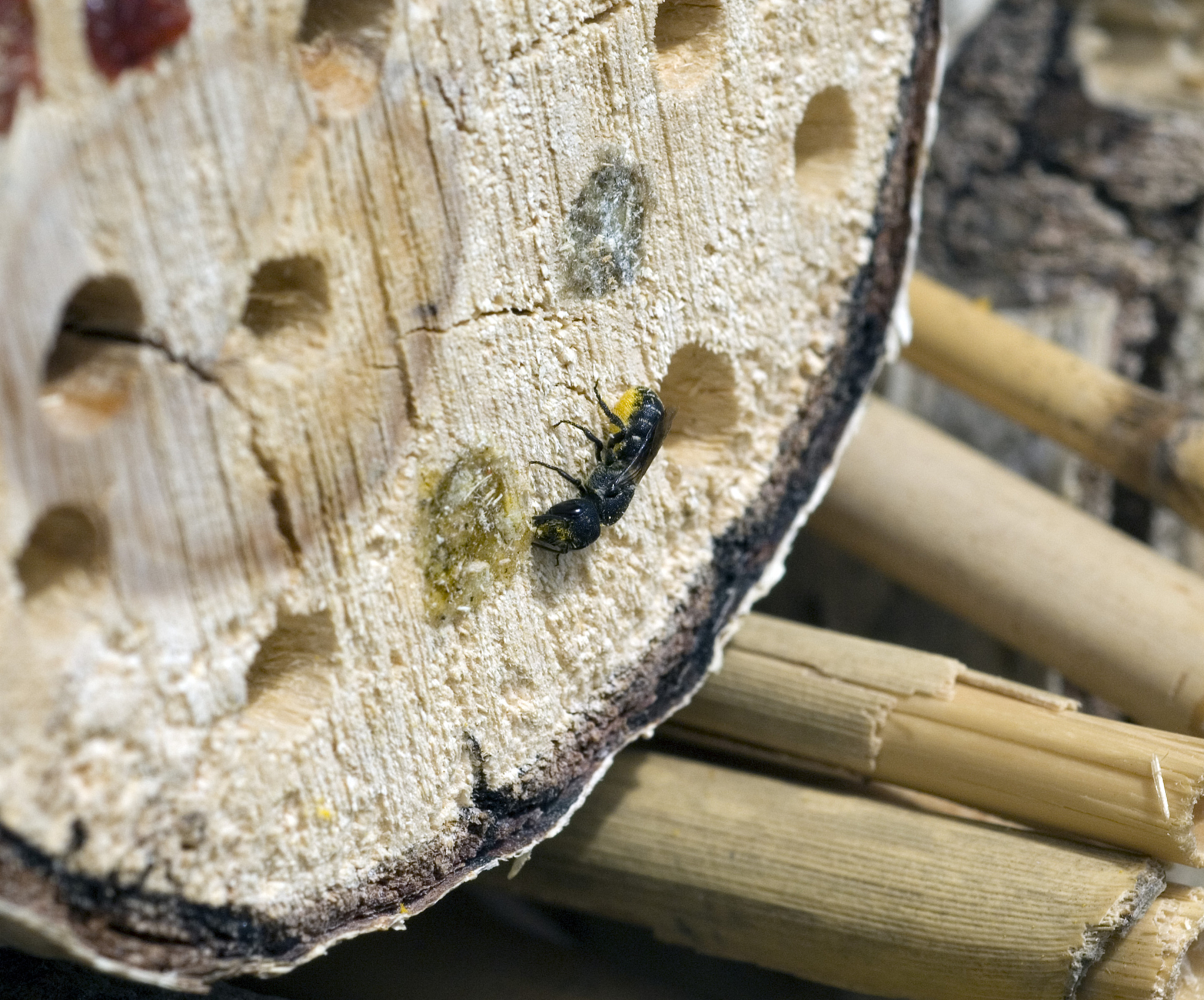 wildbiene; wild bee