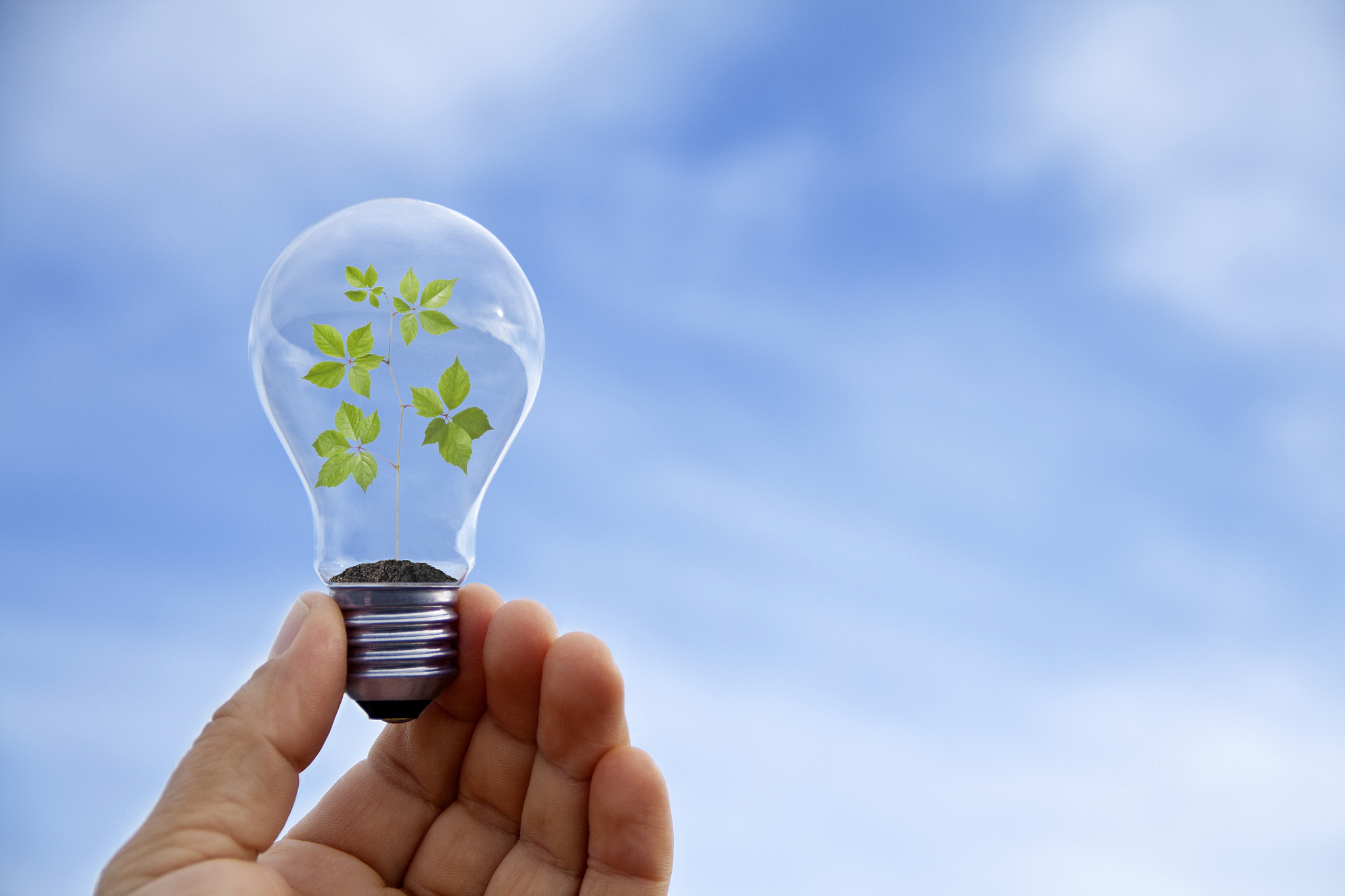 hand with lamp and plant