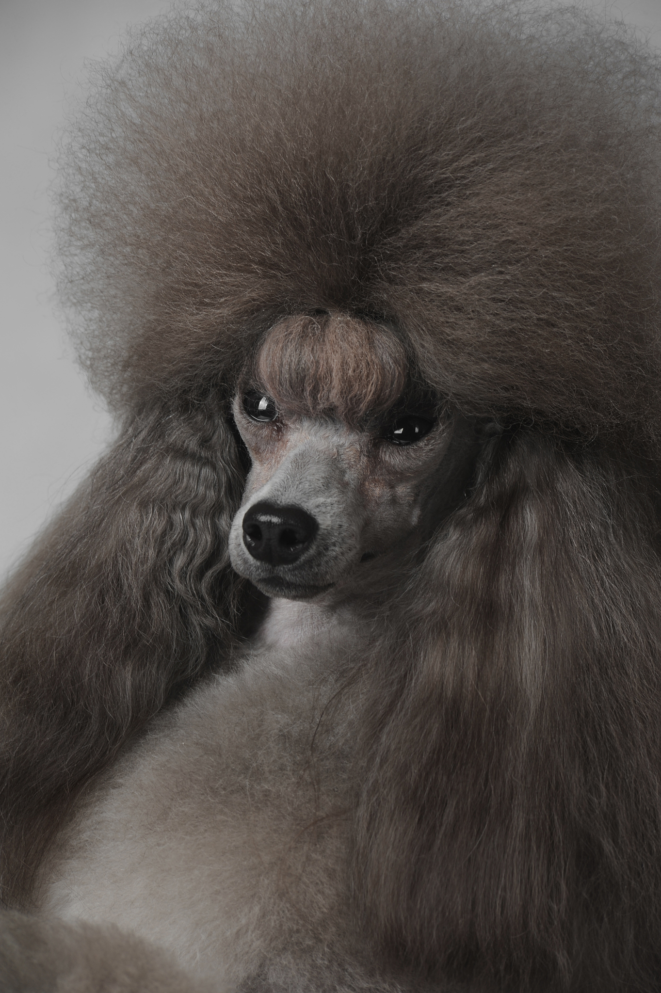 叠仓鼠抽手机是真的吗 有换到的么，