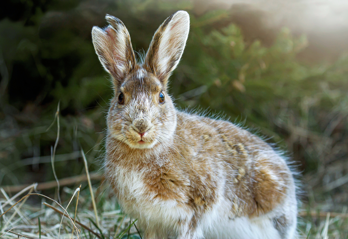 兔子：可爱、幸运与繁殖力的象征 - 了解兔子习性与文化意义