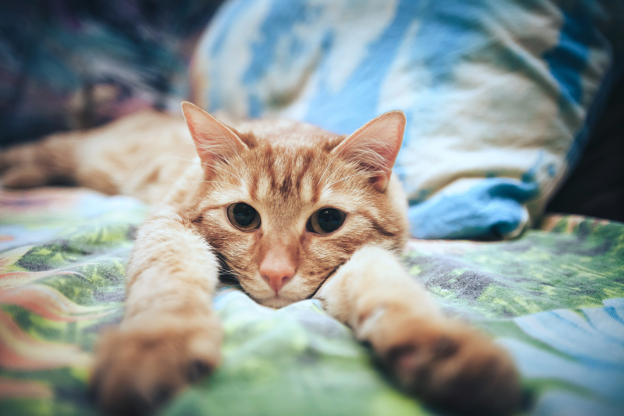 ginger cat