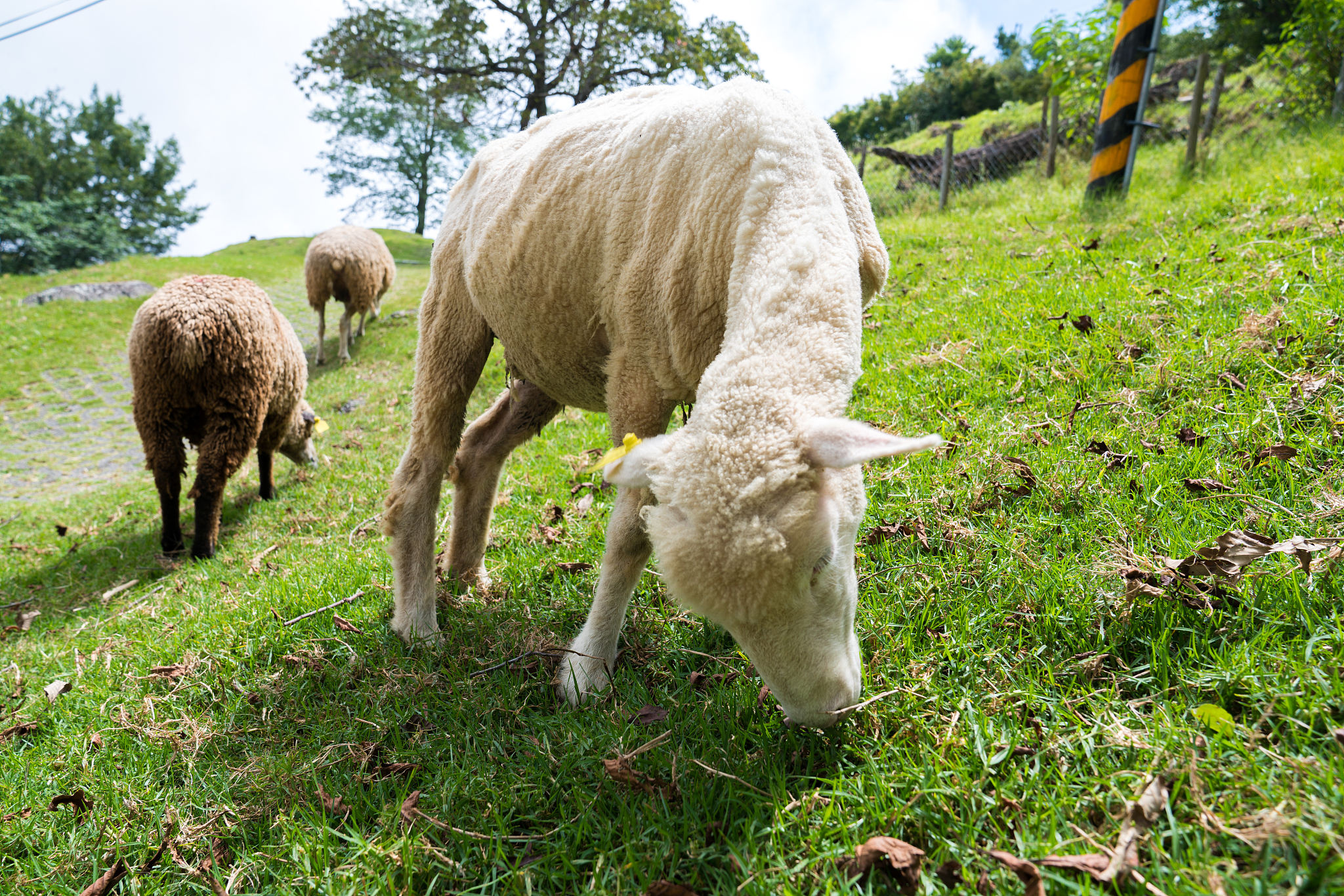 汉译英：数据集来自天津奥群牧业有限公司这是中国国家肉羊核心养殖场位于中国天津。CT图像采集在位于天津奥群牧业有限公司的肉羊中国生产性能测试中心完成。。