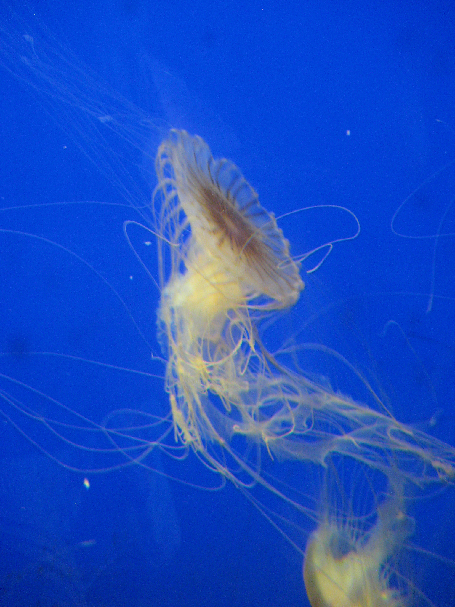 close-up of jellyfish underwater