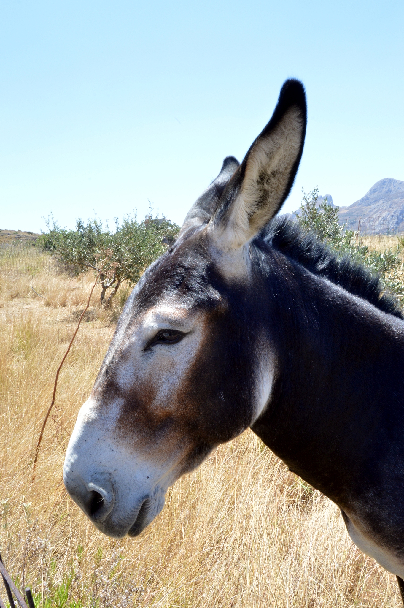 lively donkey in a meadow.