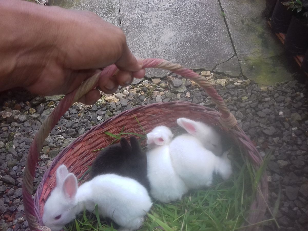 如何照顾未断奶的野兔？