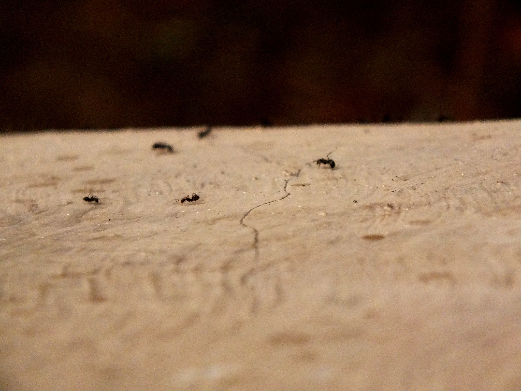ant