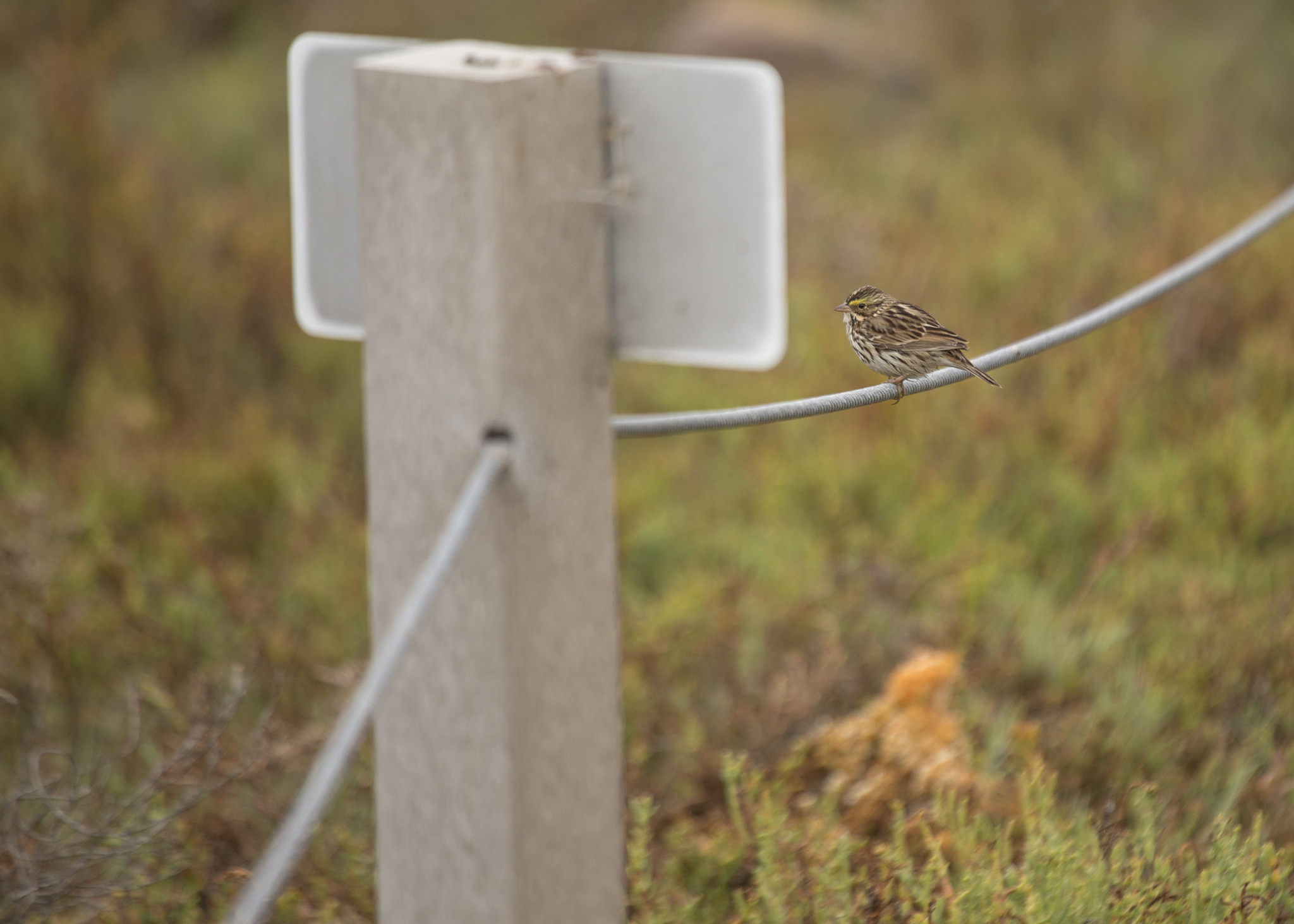 white crowned sparrow
