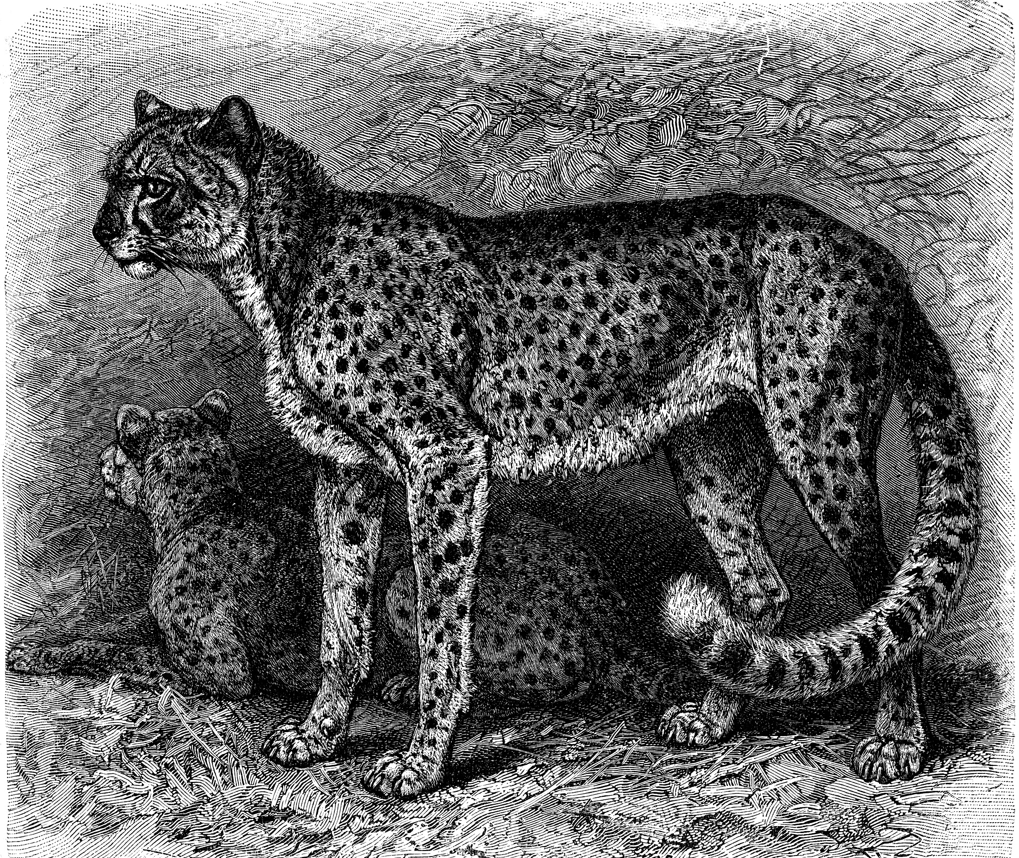 简述迷笼实验的过程